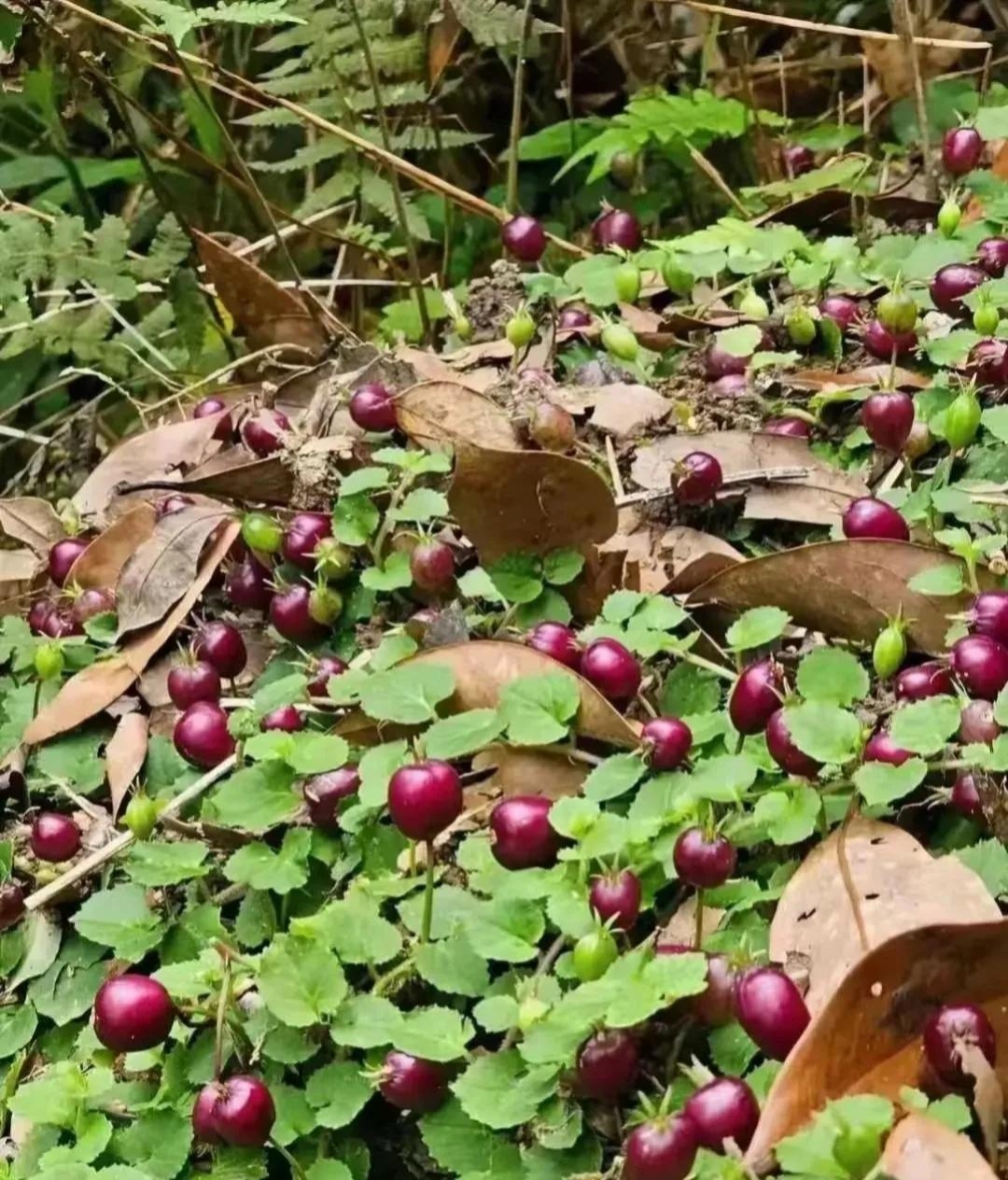 在山上满地的小红果是什么果?