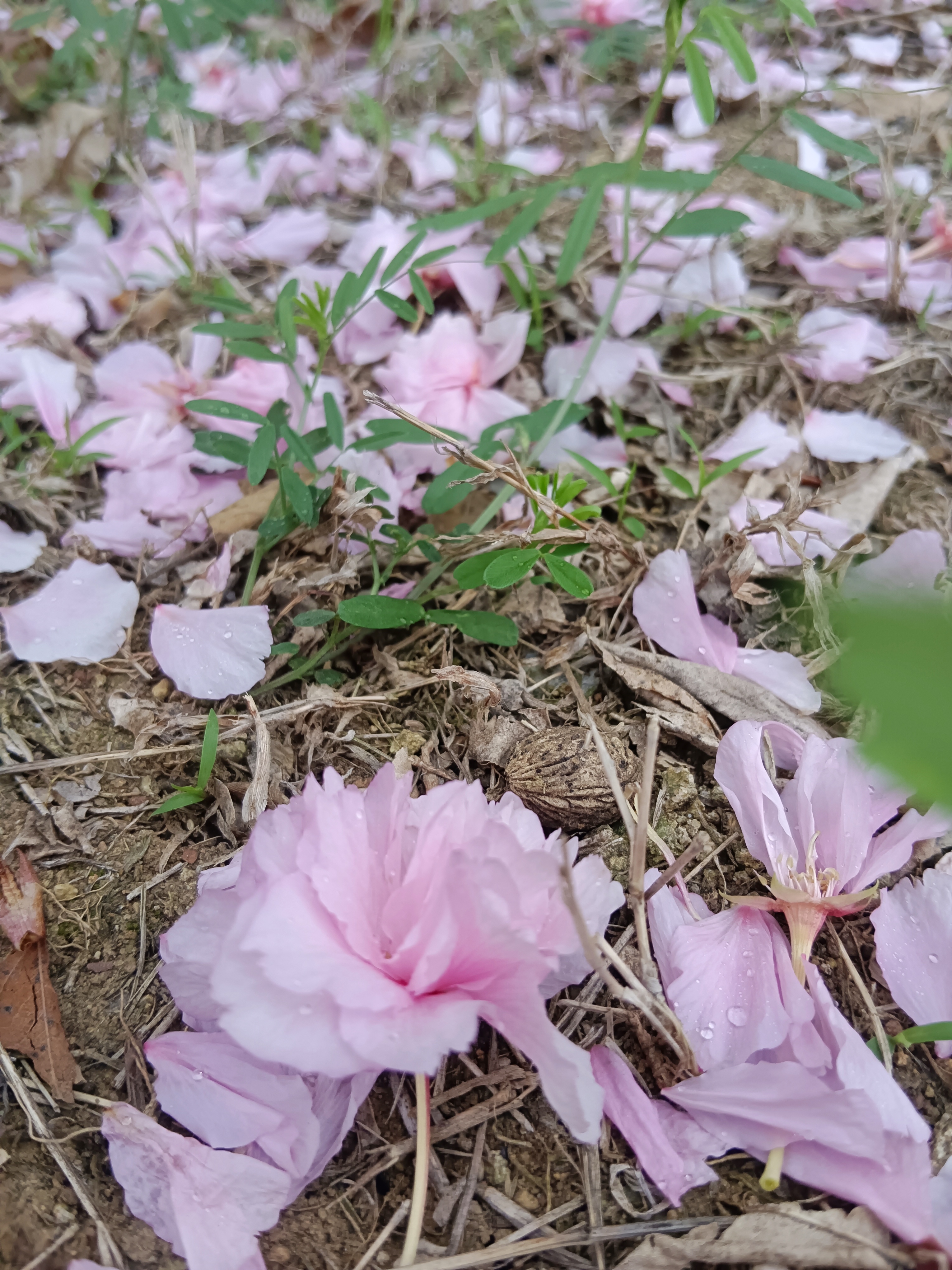 花瓣落下的时候,光阴在一点一点溜走,春天就要一步一步走远了,看吧,悲