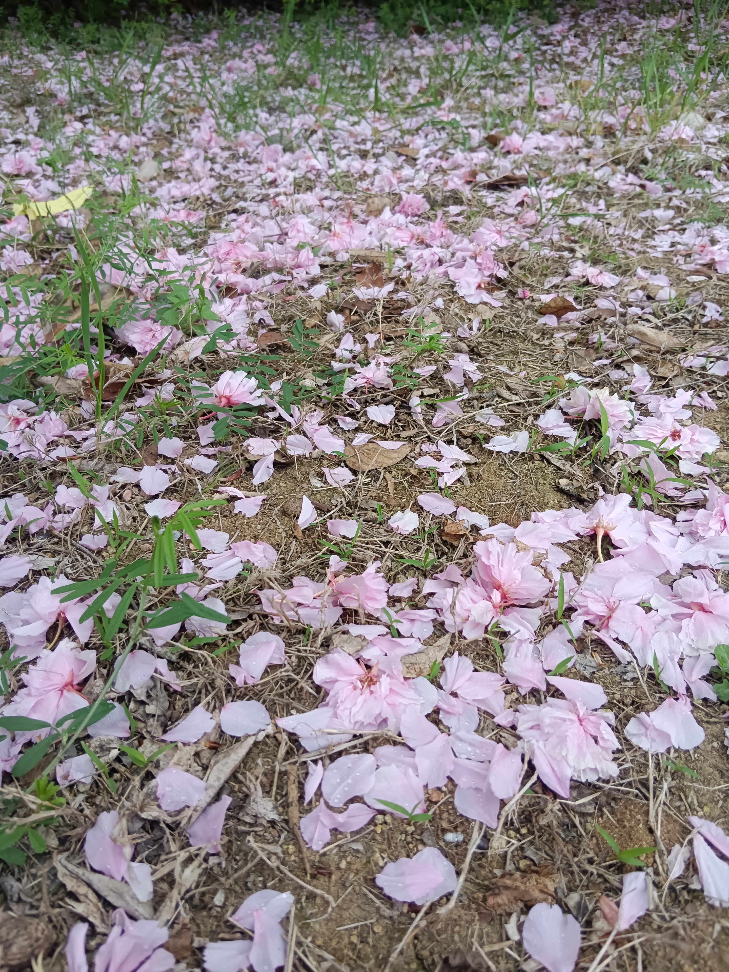 花瓣落下的时候,光阴在一点一点溜走,春天就要一步一步走远了,看吧,悲