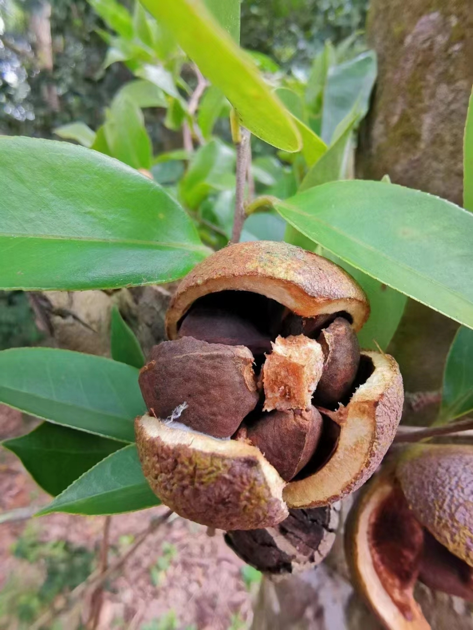 茶树果实图片