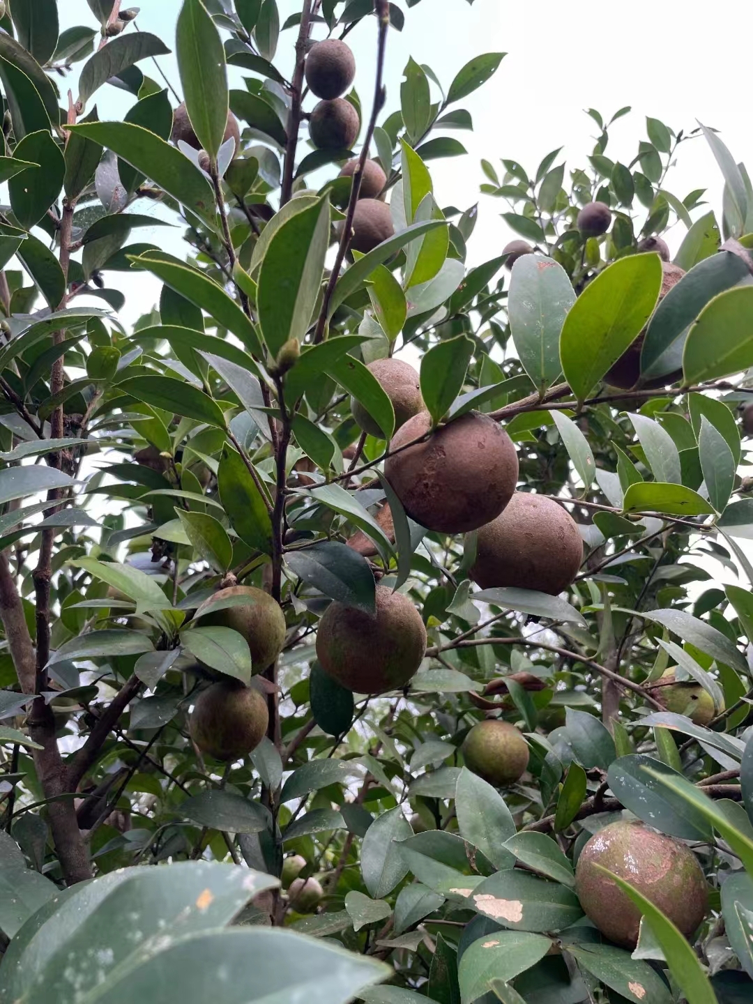 茶籽树又称油茶树,因为他的果实可以榨油