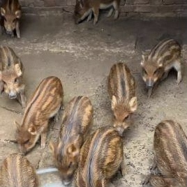 这种小花猪肯定肉质鲜美,投放市场肯定会大受欢迎.