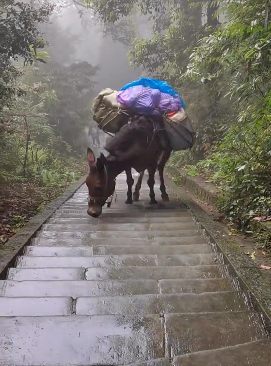 主人把这么重的货物放在马背上,马儿站起来都是非常的艰难.