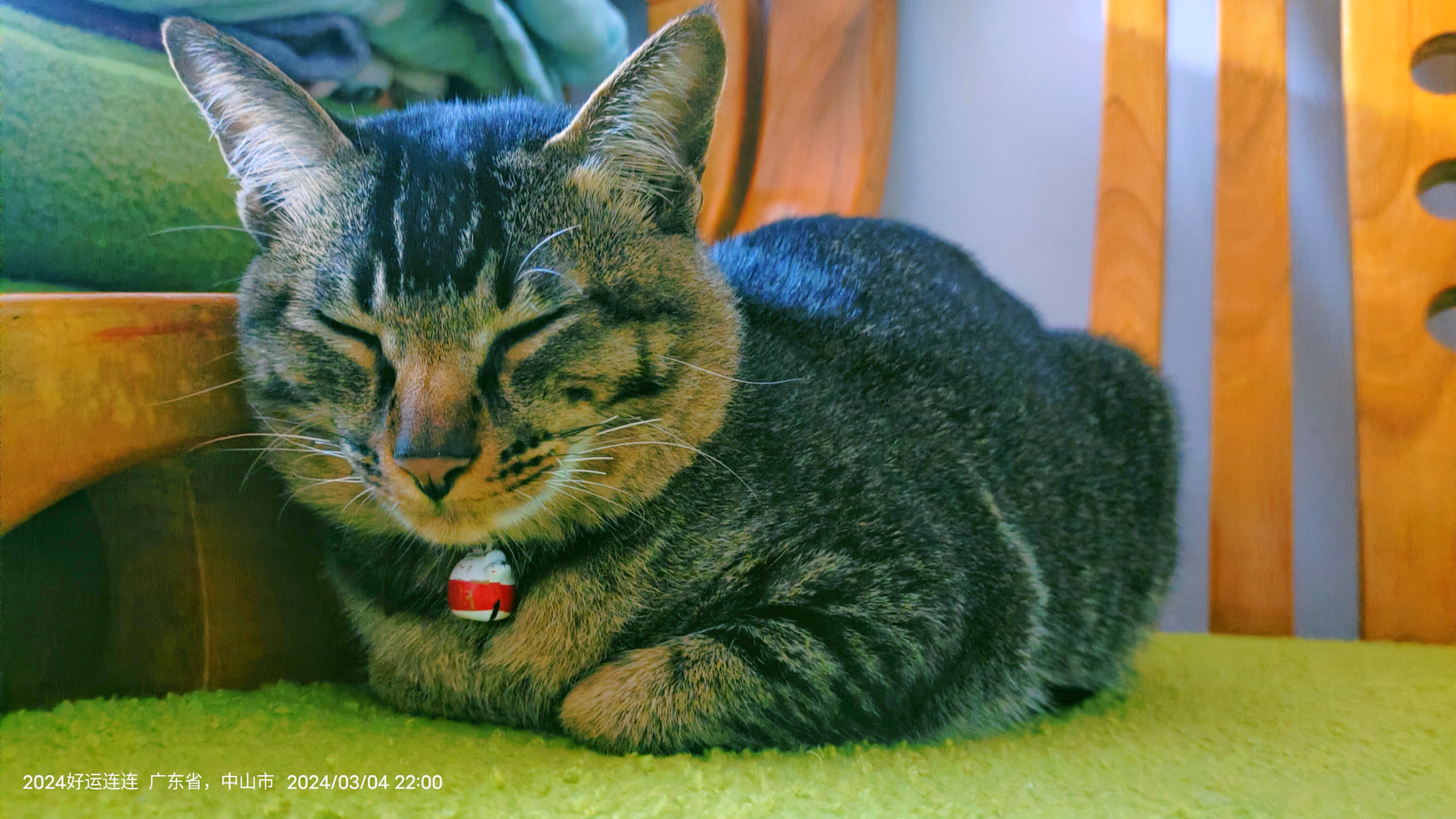 猫为什么不能带铃铛的东西为什么在线