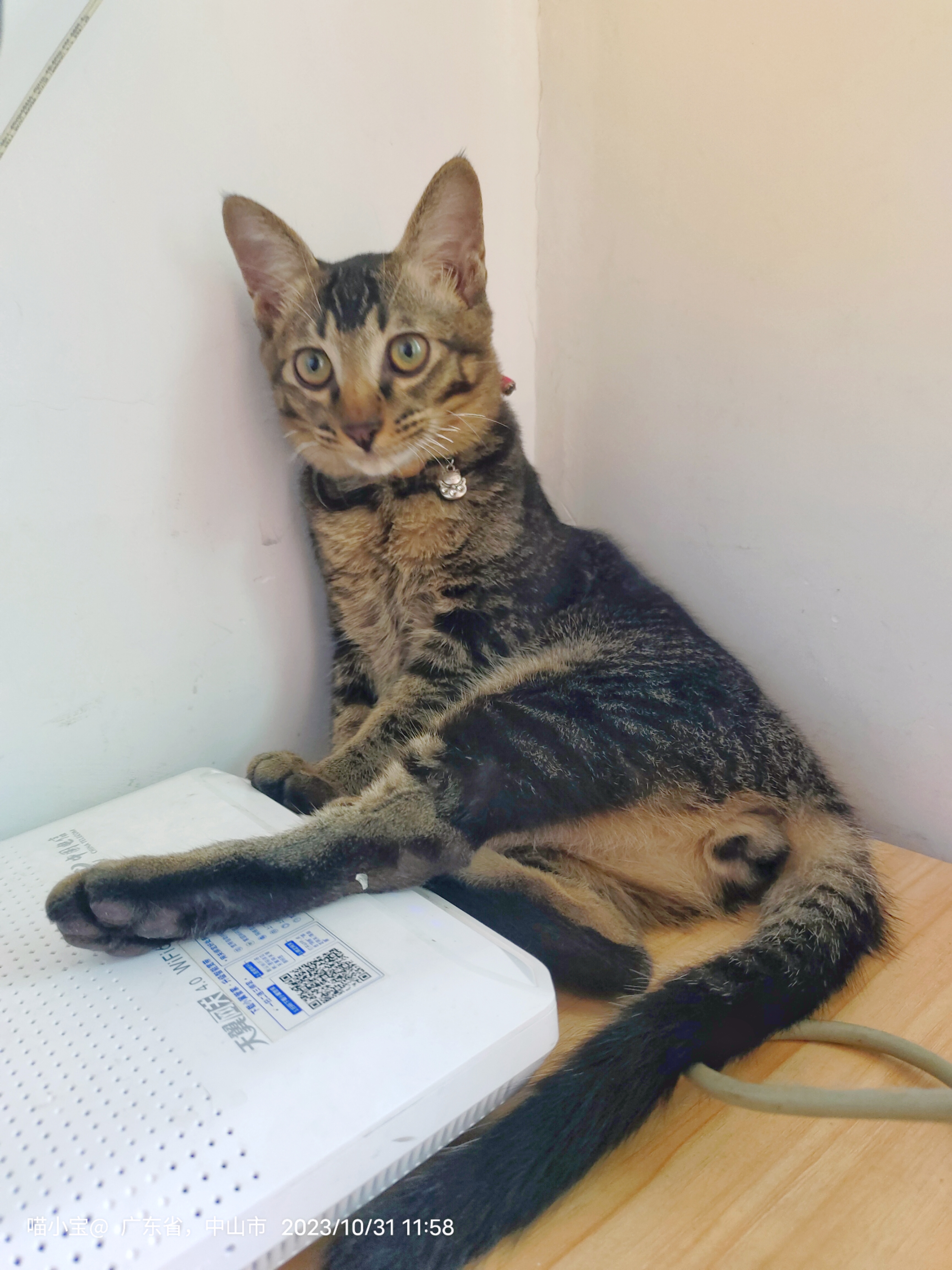 97小六猫和它的路由器  wifi信号满满,小猫蹭着路由器,一副惬意舒适