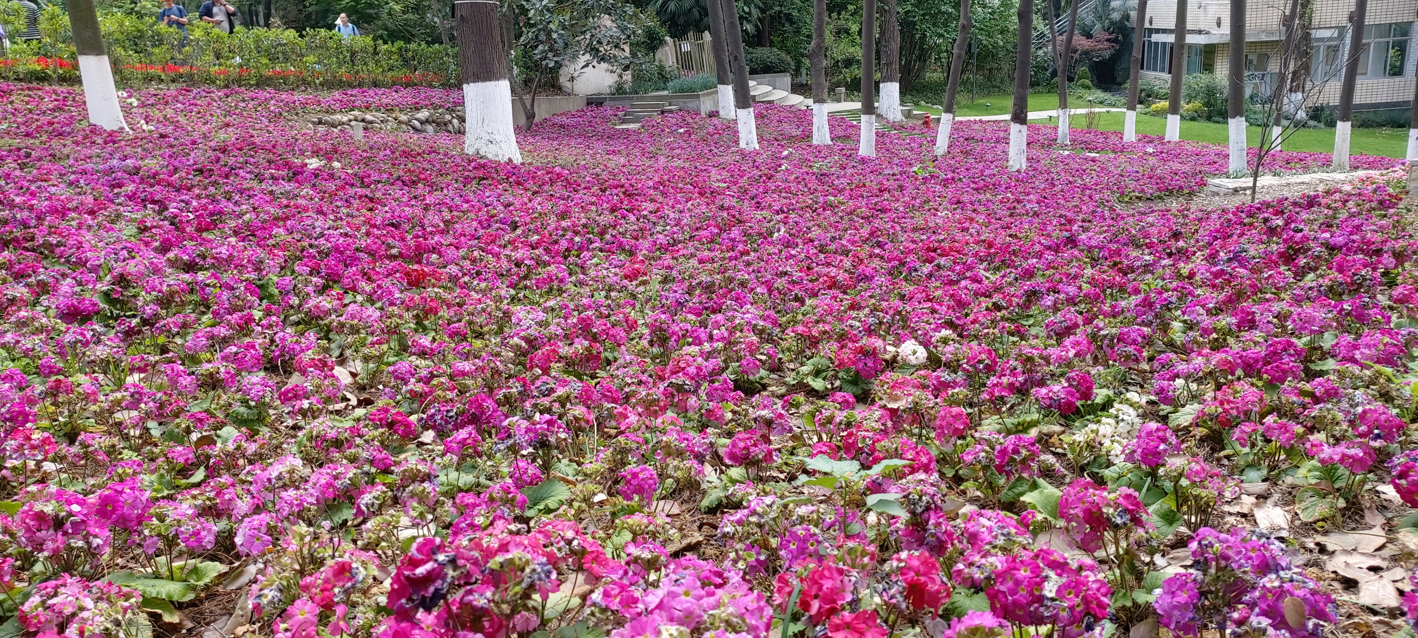 四月的成都植物園