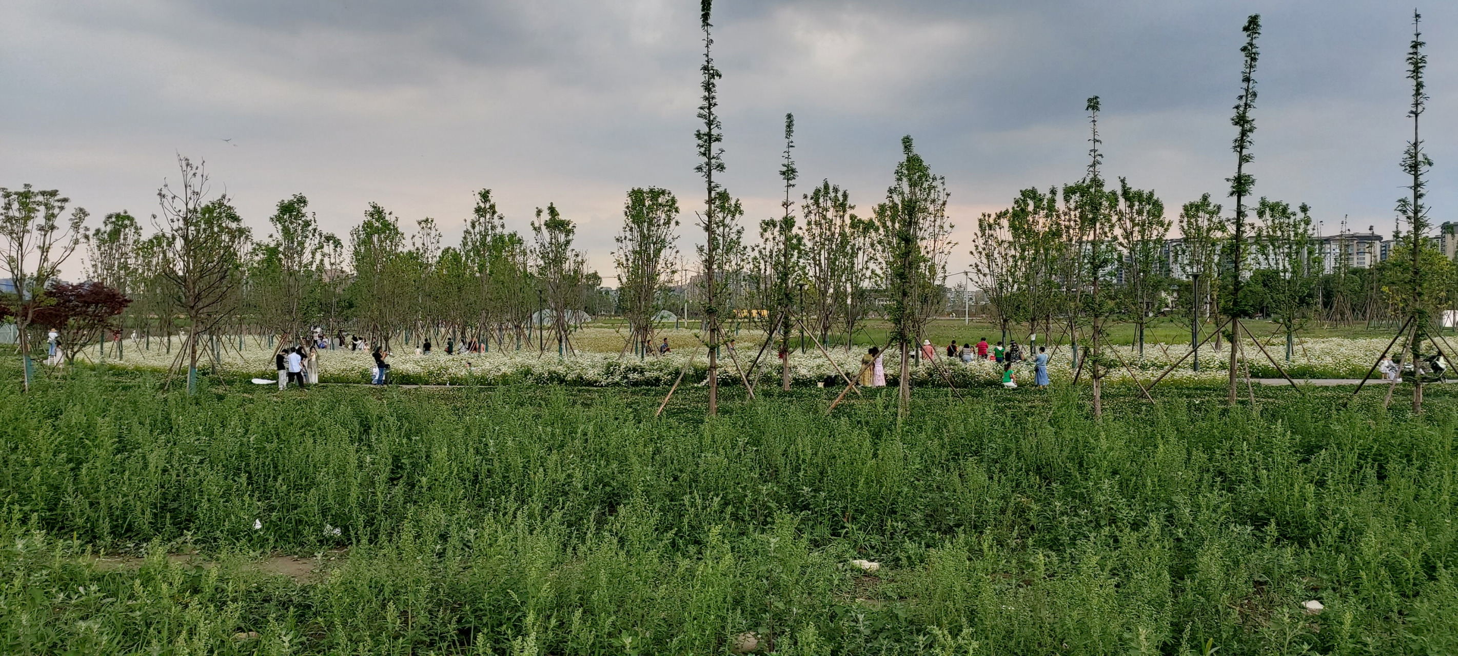 五月的百仁公园(成都)