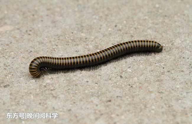 巨型马陆 倍足纲动物 马陆又名千足虫,这是一种节肢类动物,在世界范围