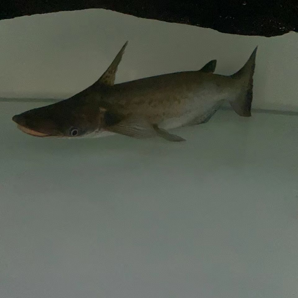 猜猜这是什么淡水鱼