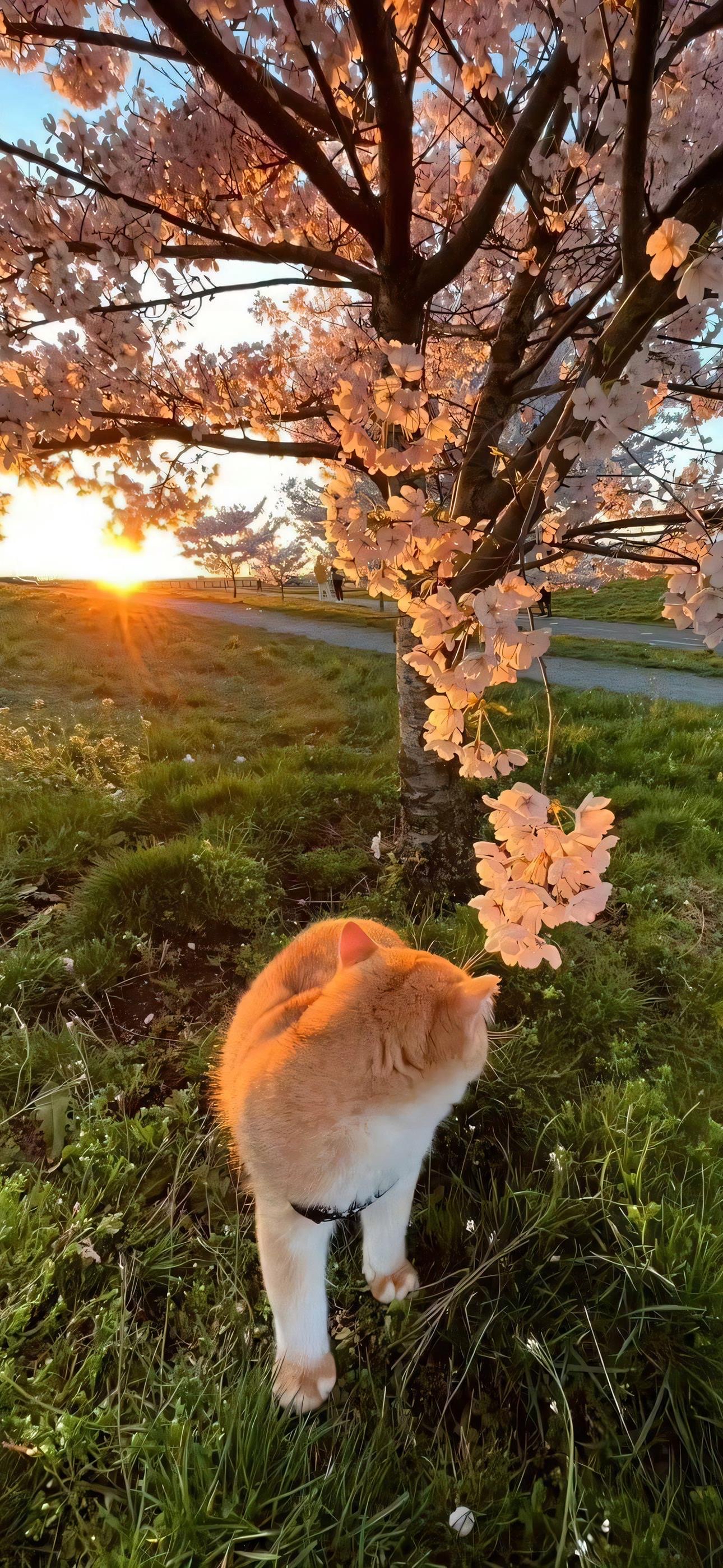 一只猫咪侧脸望着天空图片