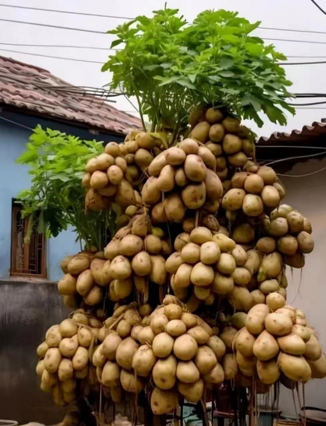 满树挂着土豆状果子,哇塞,这土豆咋长树上啦呢?真把我好奇得不行啊!