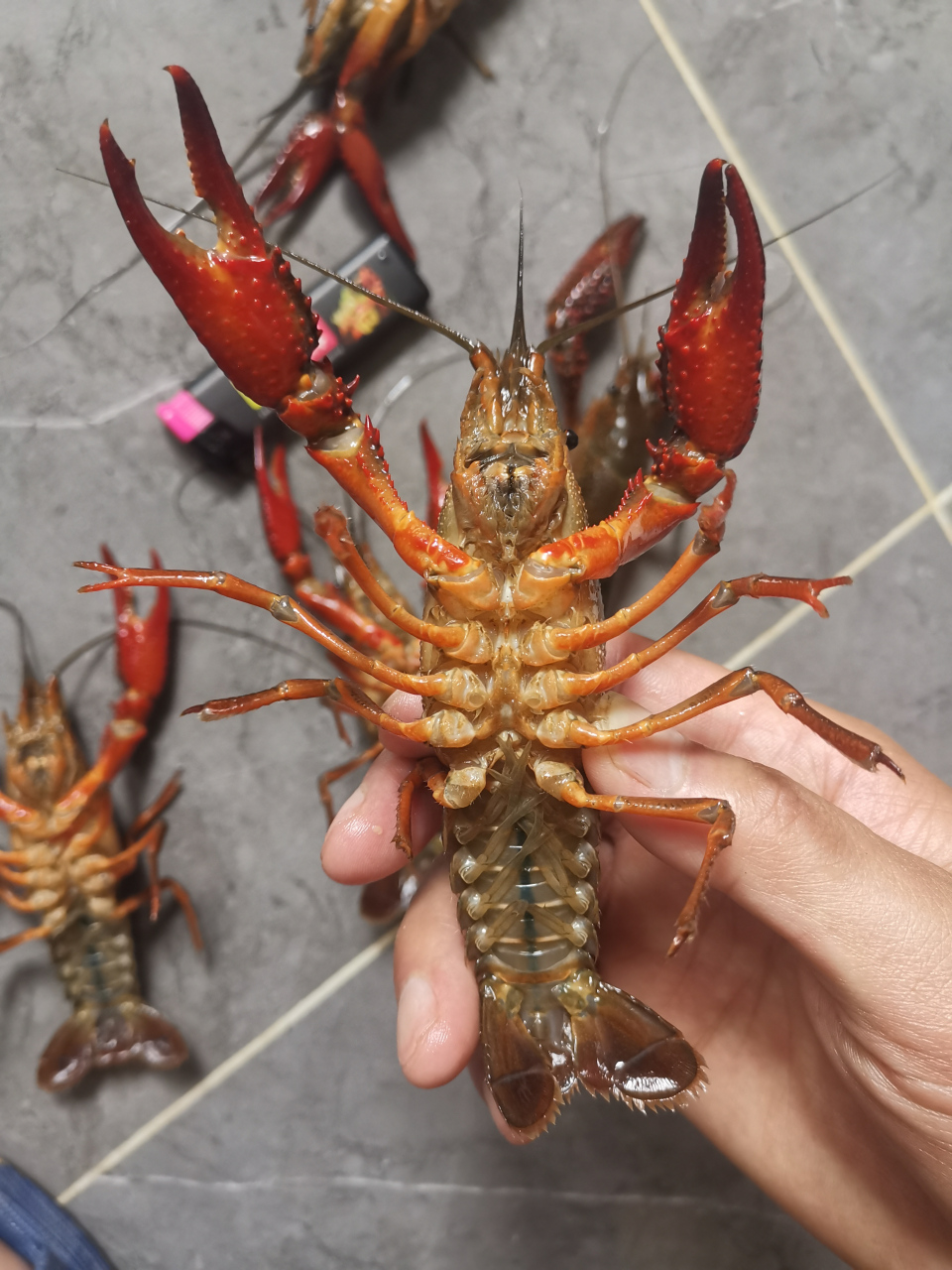 原来龙虾的脚也是钳子形状的,小龙虾看不出来,大个儿的龙虾脚才看得