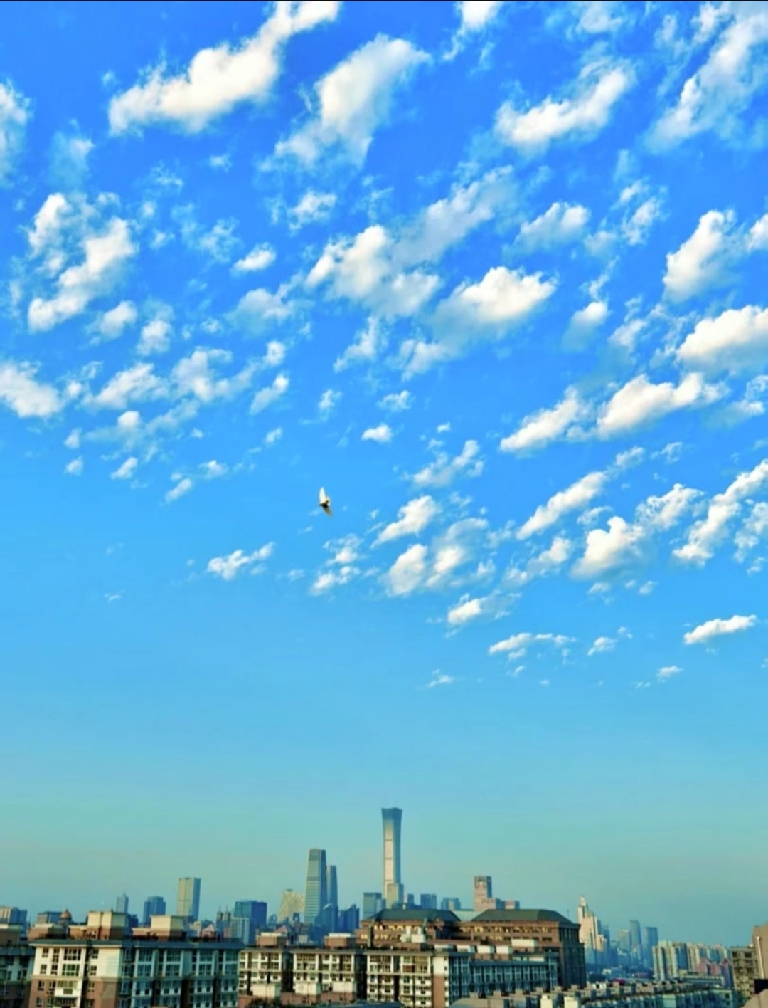 都市晚霞映衬下的碎积云呈现出多种壮丽景象 都市出现的碎积云是一种