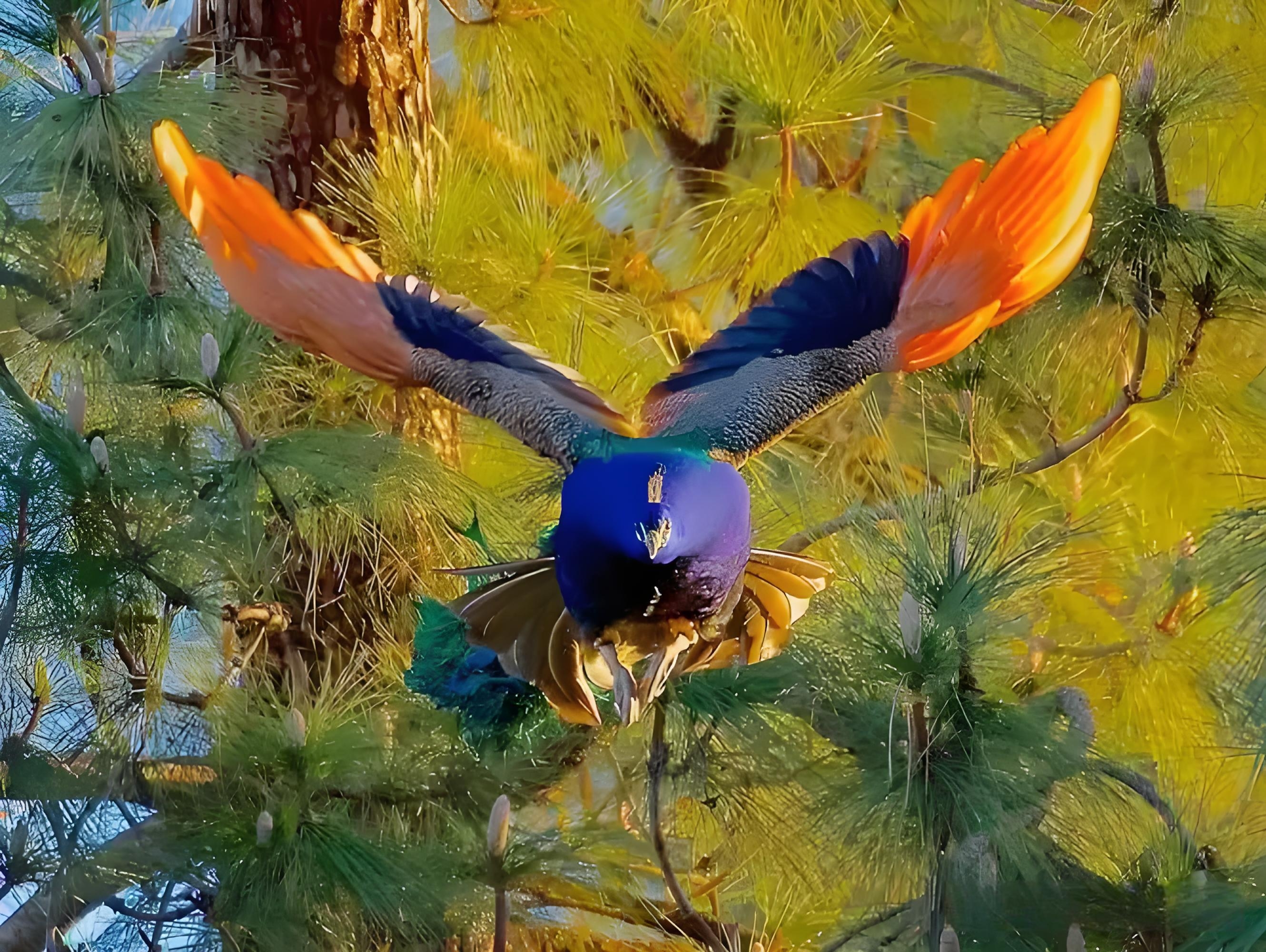孔雀常见种类及生活习性 一,孔雀的种类 蓝孔雀