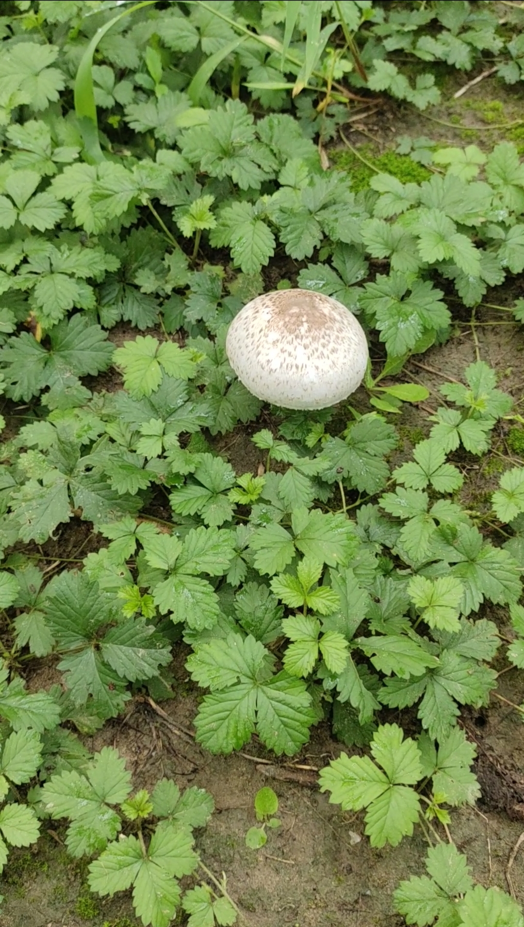 雨后在公园草坪间散步,发现一靓眼的"大青褶伞"有毒蘑菇