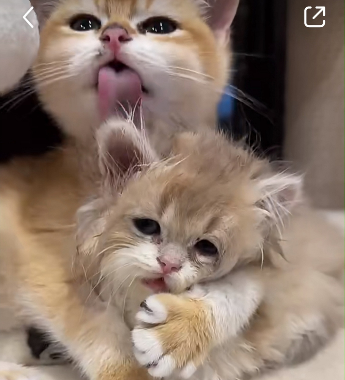 像被吸了好几口阳气,命都快舔没了.