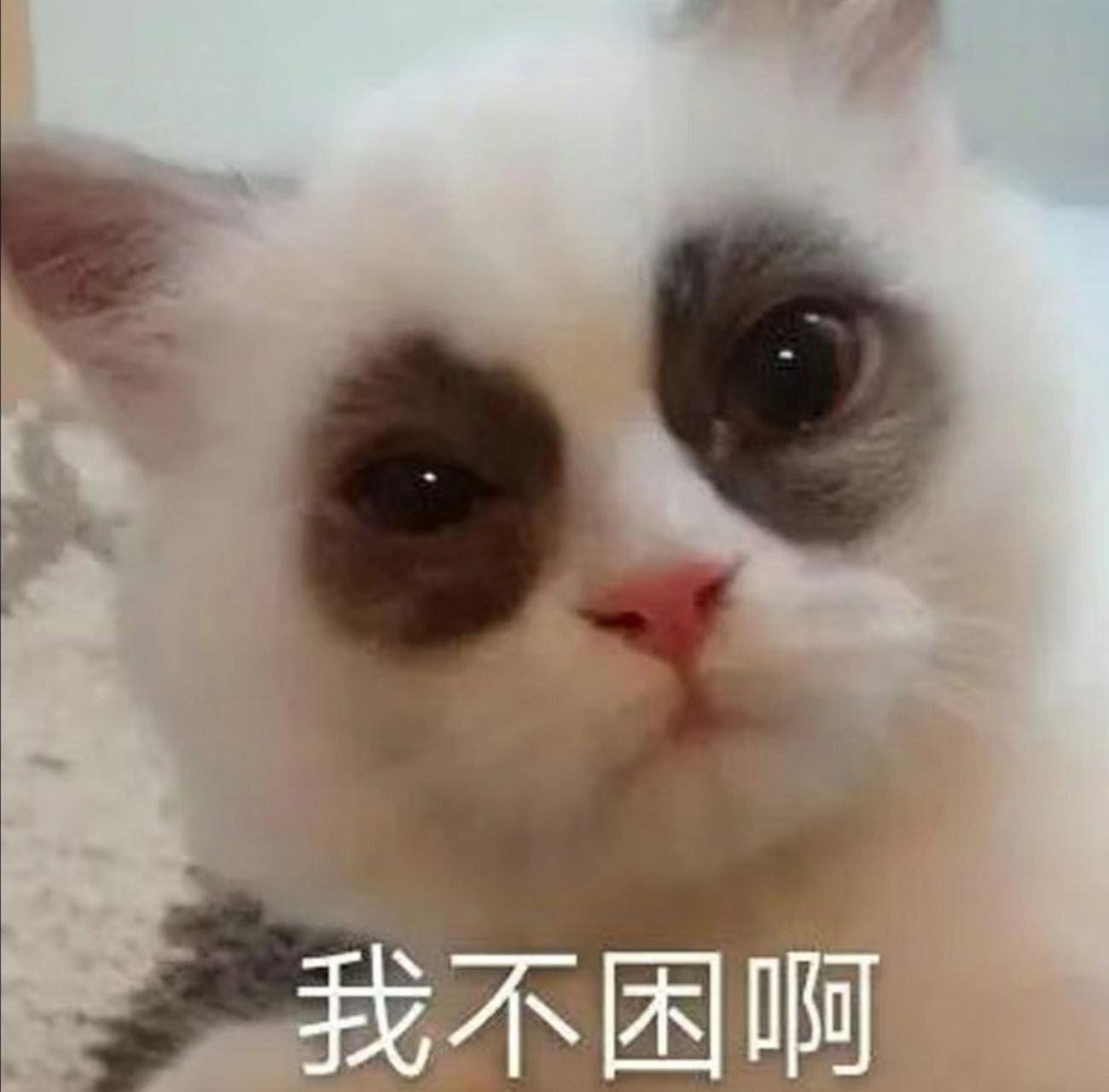 你确定你现在不需要睡觉98?#搞笑# #猫