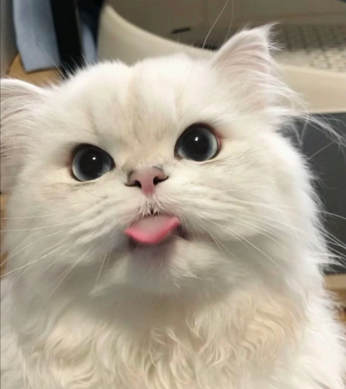铲屎的,你敷再多面膜也美不过我的,lueluelueluelue～#猫咪# #猫