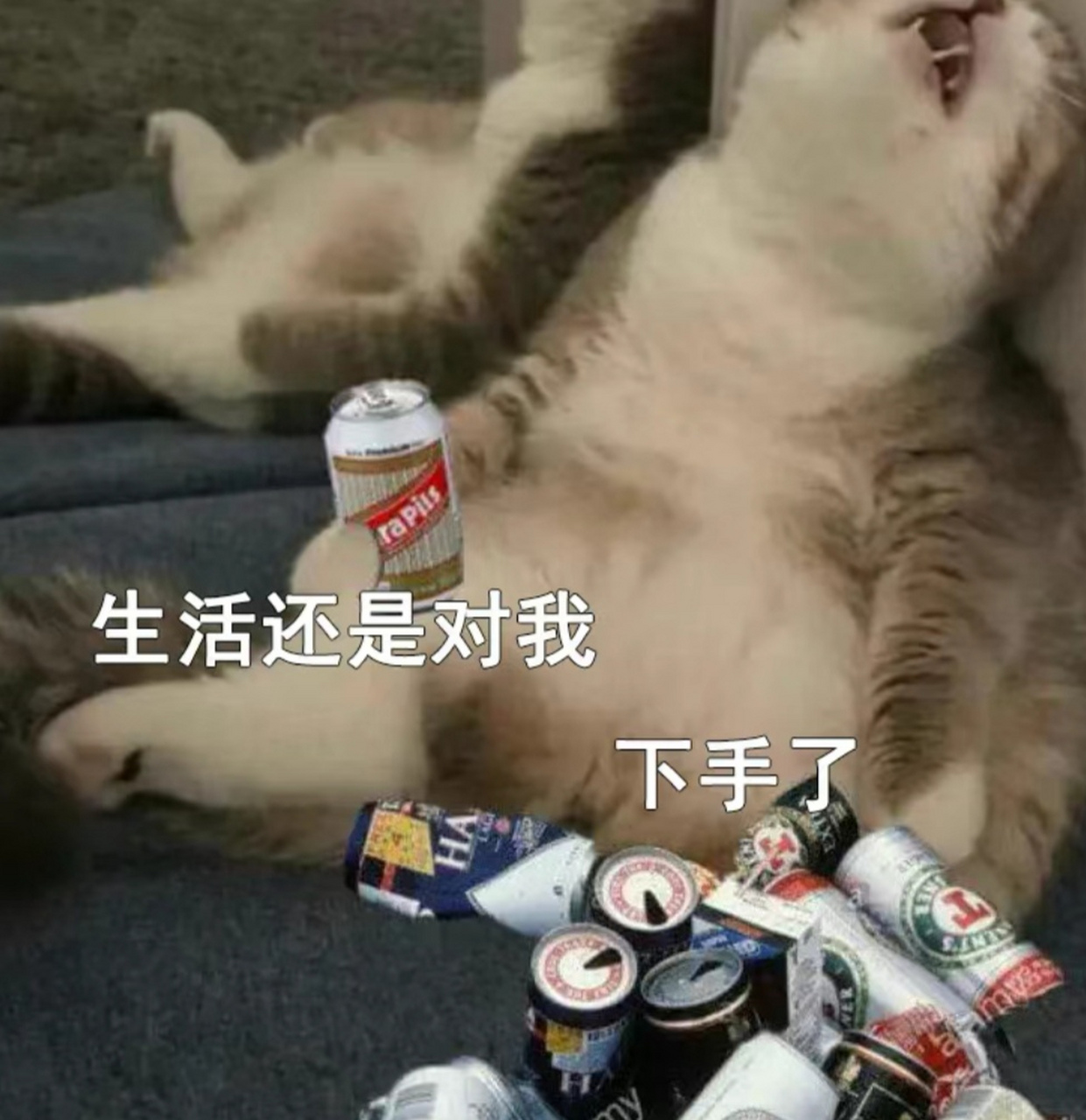 喝了这么多忘情水,满脑子还是我的小美.#搞笑# #猫咪# #猫