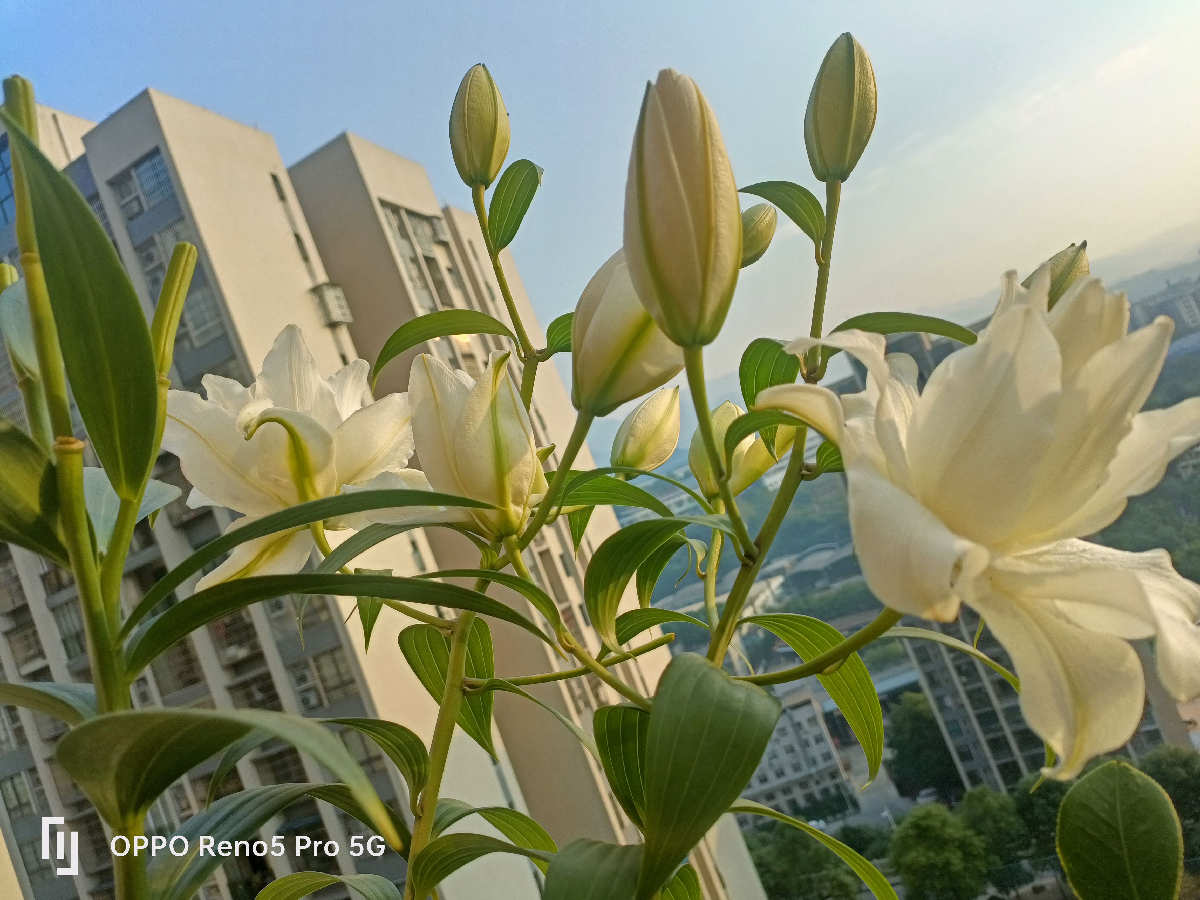 冰美人不愧是百合花界的爱马仕,真心漂亮,只是还没上色!#百合