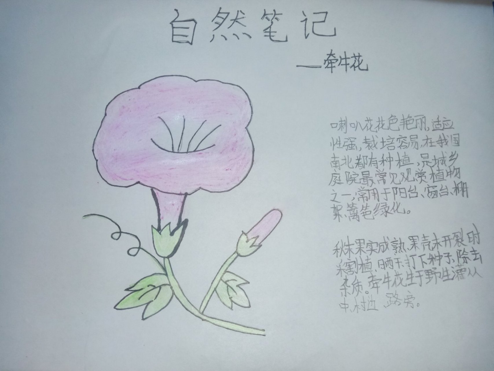 自然笔记 牵牛花