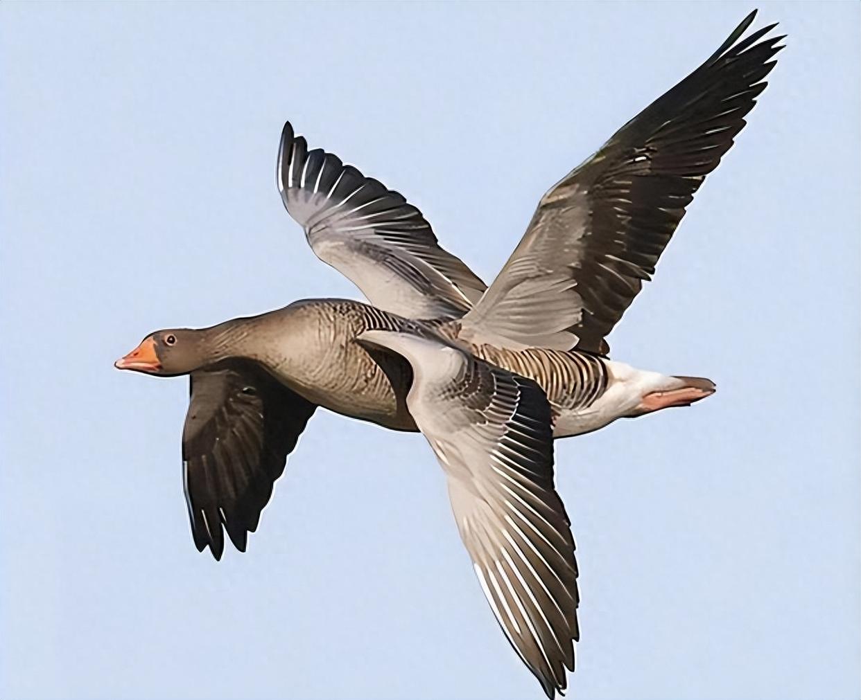 在这个广袤无垠的天地间,我是一只孤独的大雁.