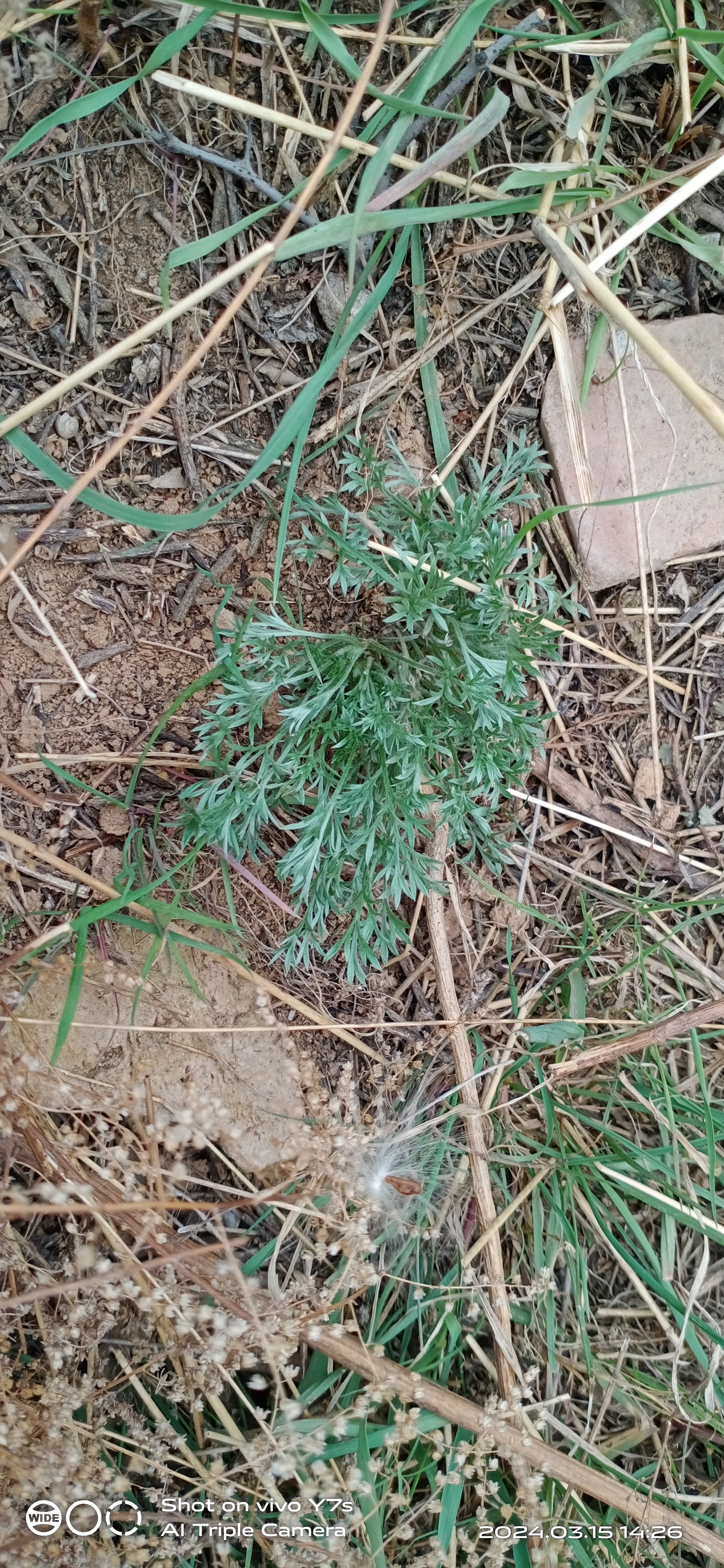 白花蒿子图片图片