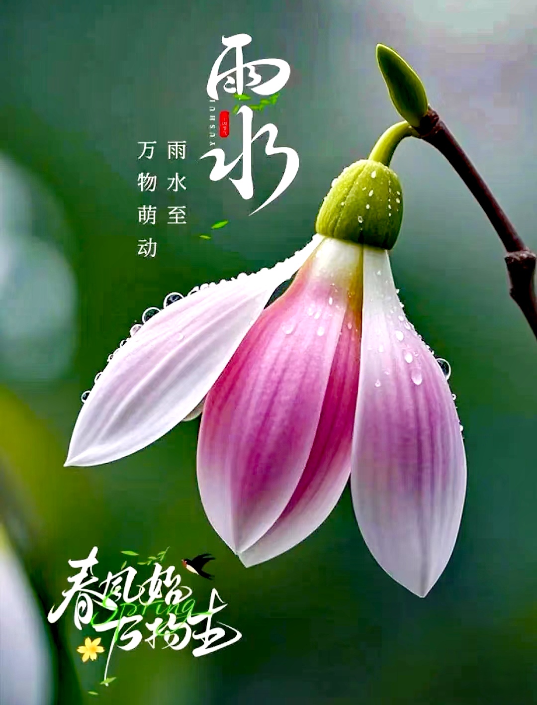 春雨贵如油,润物细无声. 雨水至,春意浓.东风拂面,温润而暖
