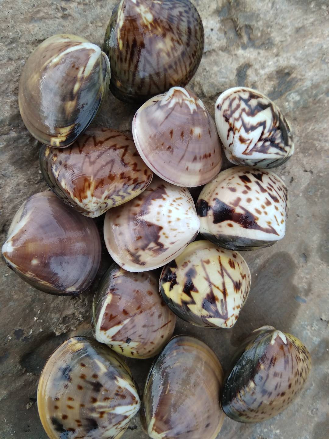 这个海蛎子是从唐山一条河的入海处练的有好多在河的大泥里