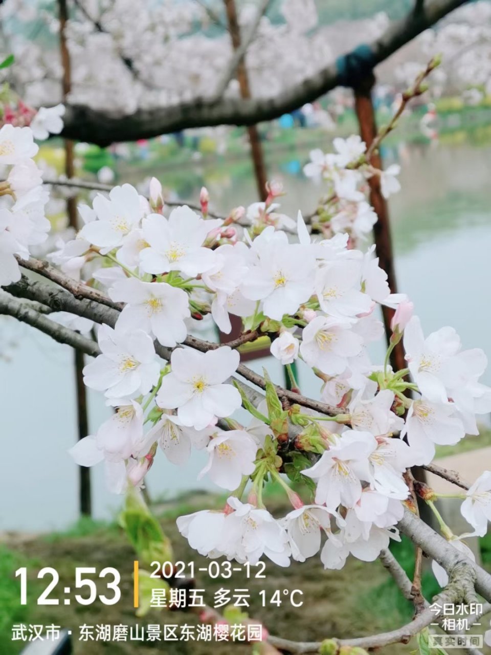 万树江边杏,新开一夜风.满园深浅色,照在绿波中.
