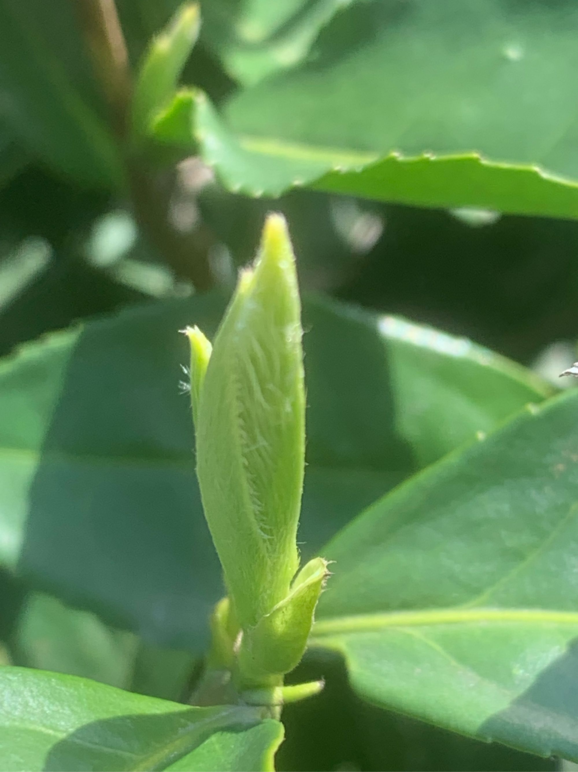 为什么有的茶叶都有白色的（茶叶为什么有白色的滑滑的粉末） 为什么有的茶叶都有白色的（茶叶为什么有白色的滑滑的粉末）《为什么茶叶上面有白色》 茶叶资讯