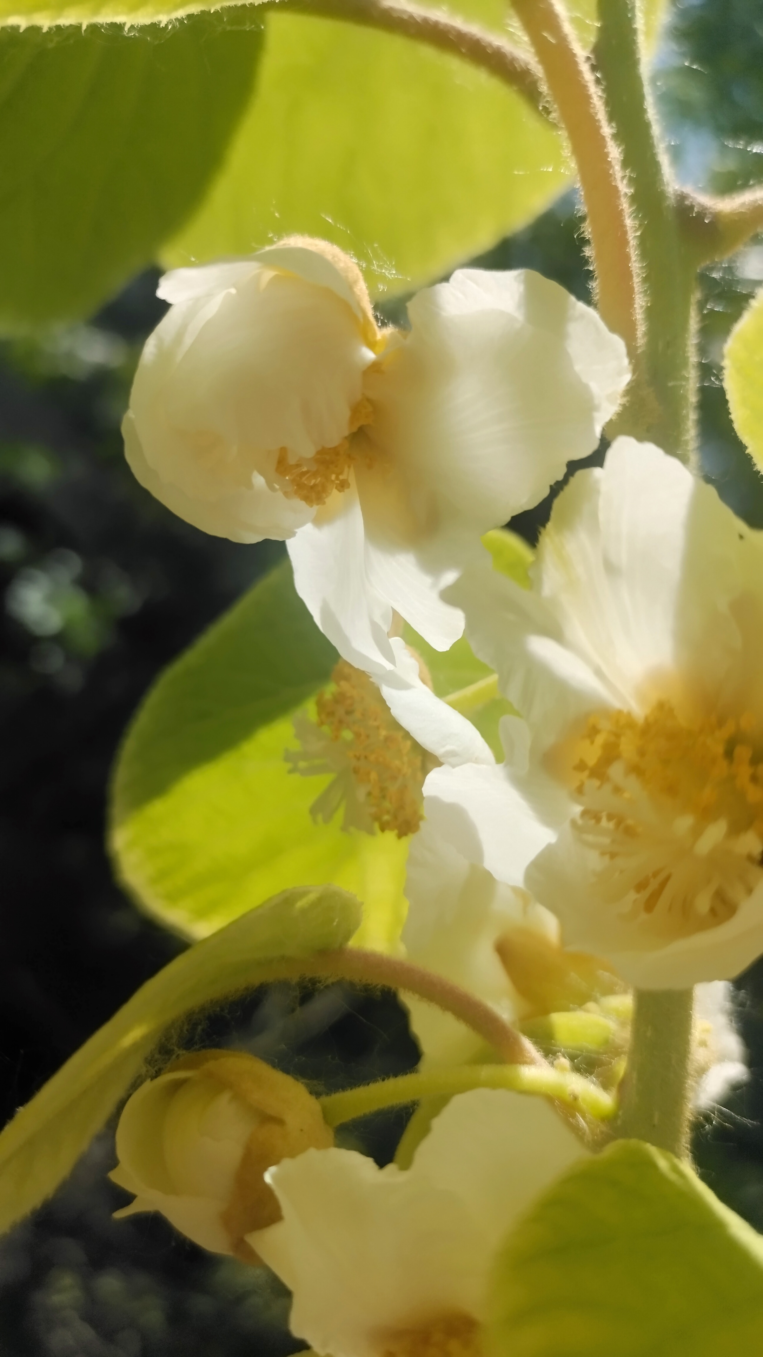 现在猕猴桃已经开花了, 别说猕猴桃,不但好吃,花朵也很好看呢!
