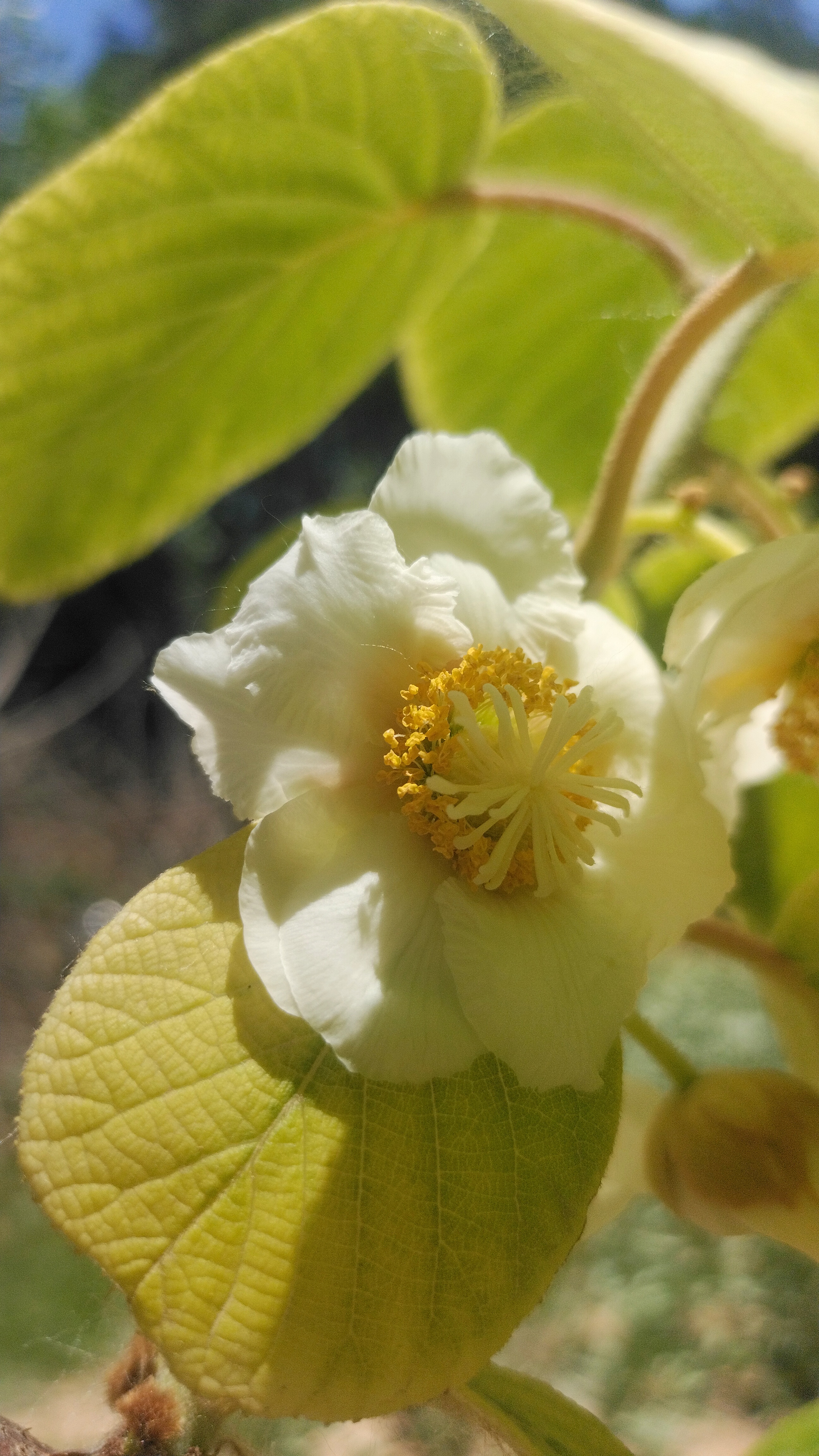 现在猕猴桃已经开花了, 别说猕猴桃,不但好吃,花朵也很好看呢!