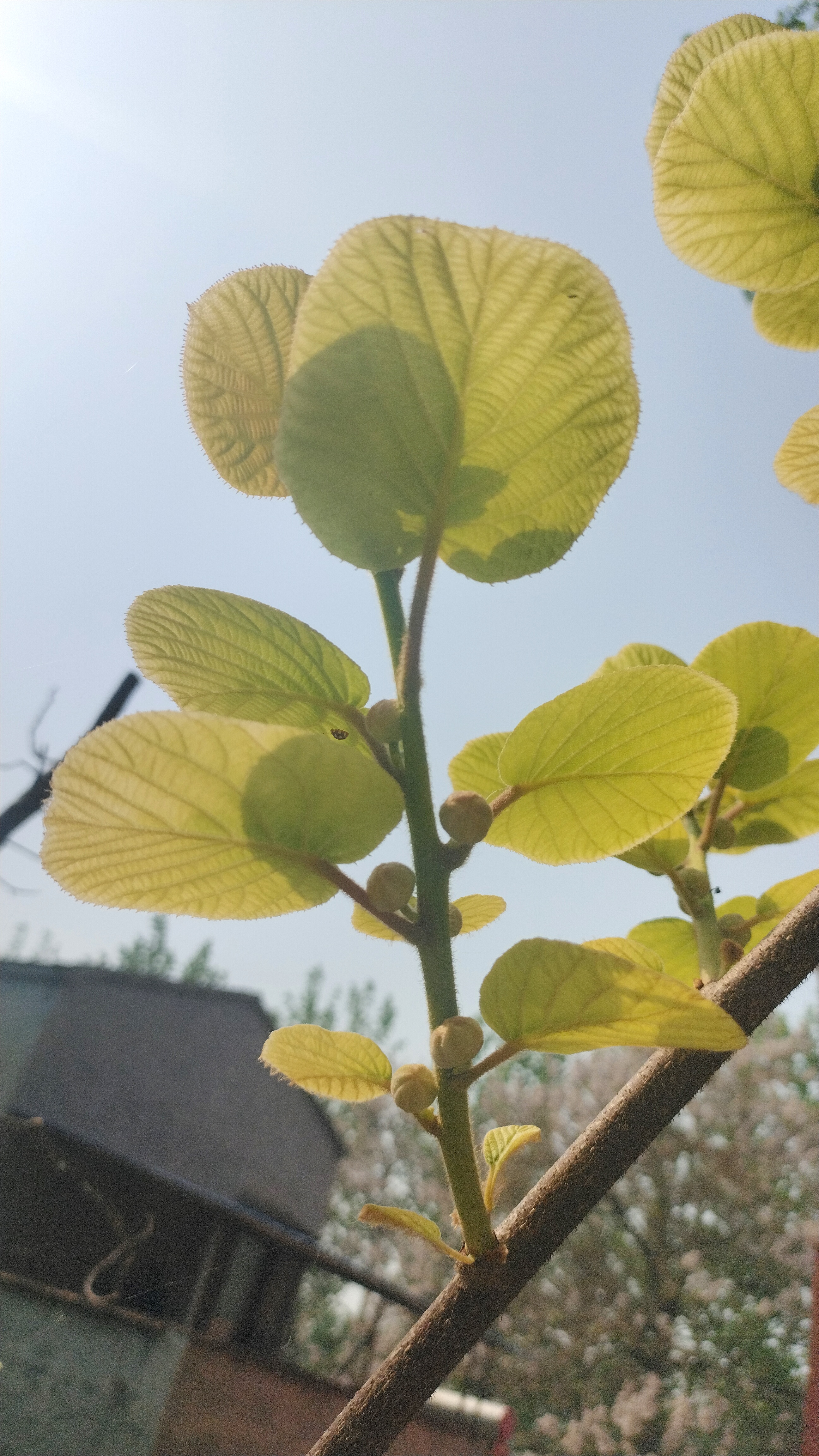 今年猕猴桃的花骨朵太多了,看样子花骨朵多了也不是好事!