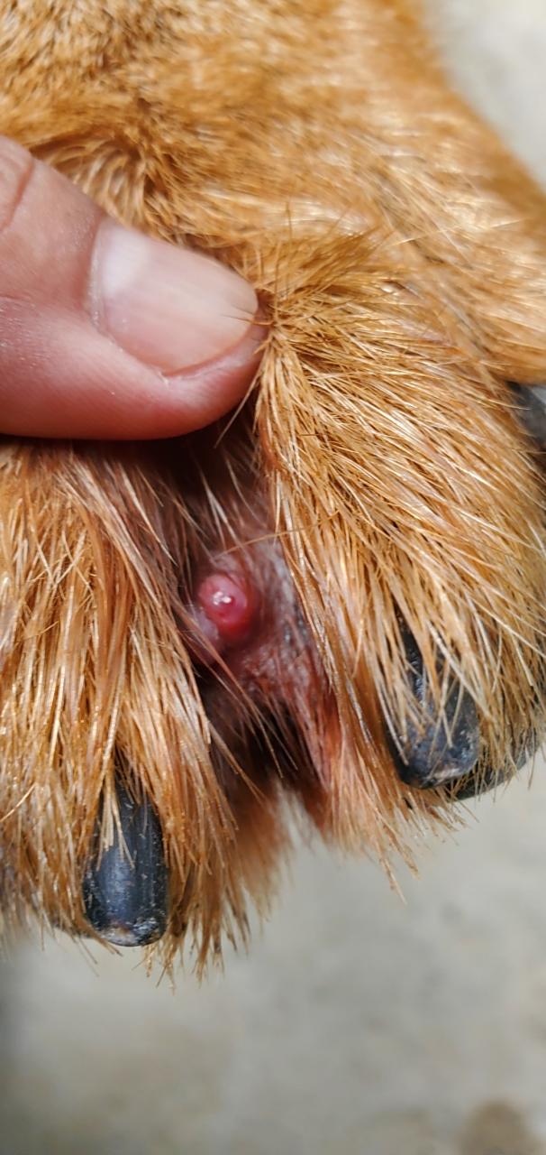 狗的脚趾间长了一个包