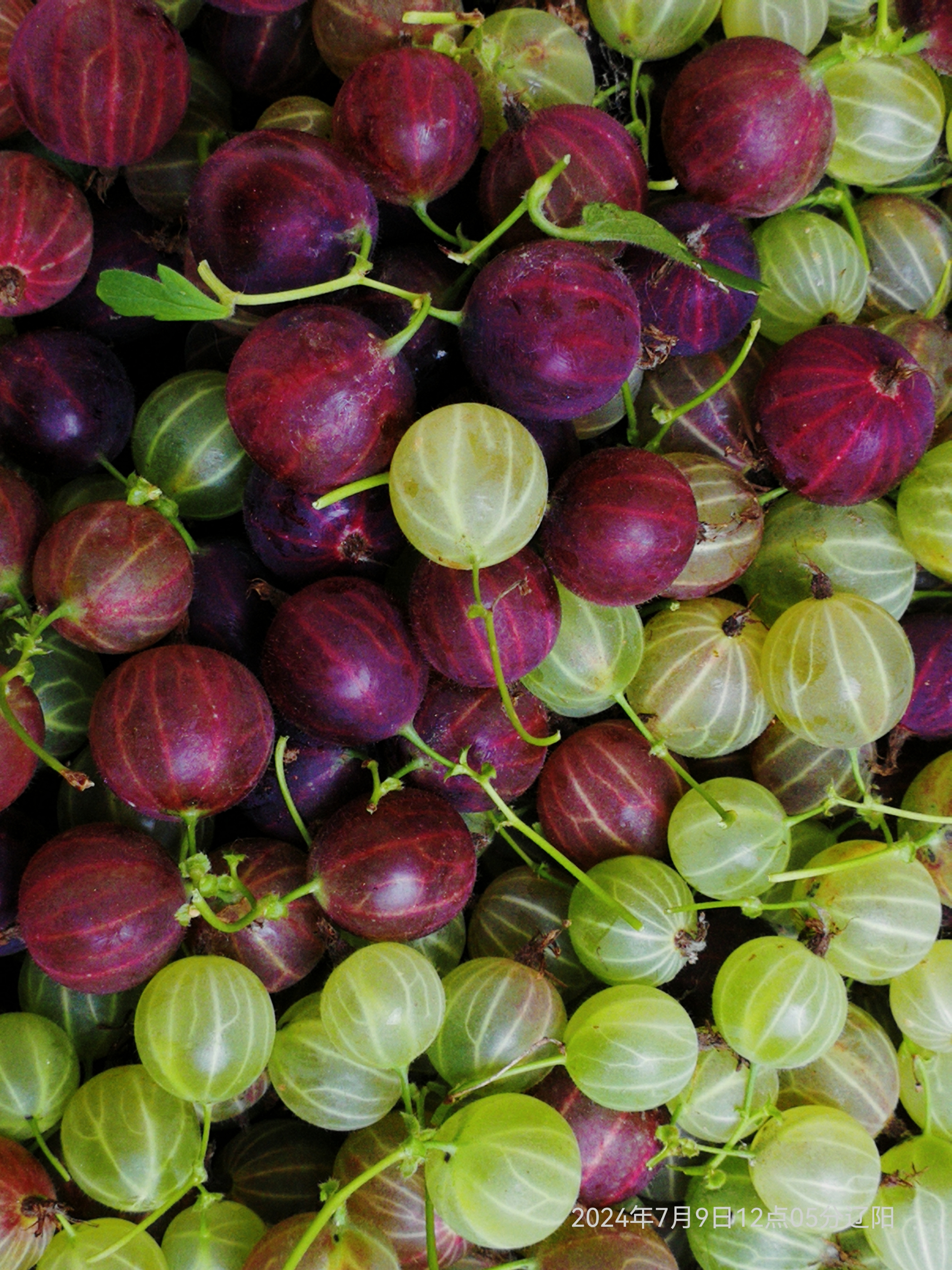 这是东北的灯笼果,现在市场上几乎是看不到的,但在上世纪八十年代前这