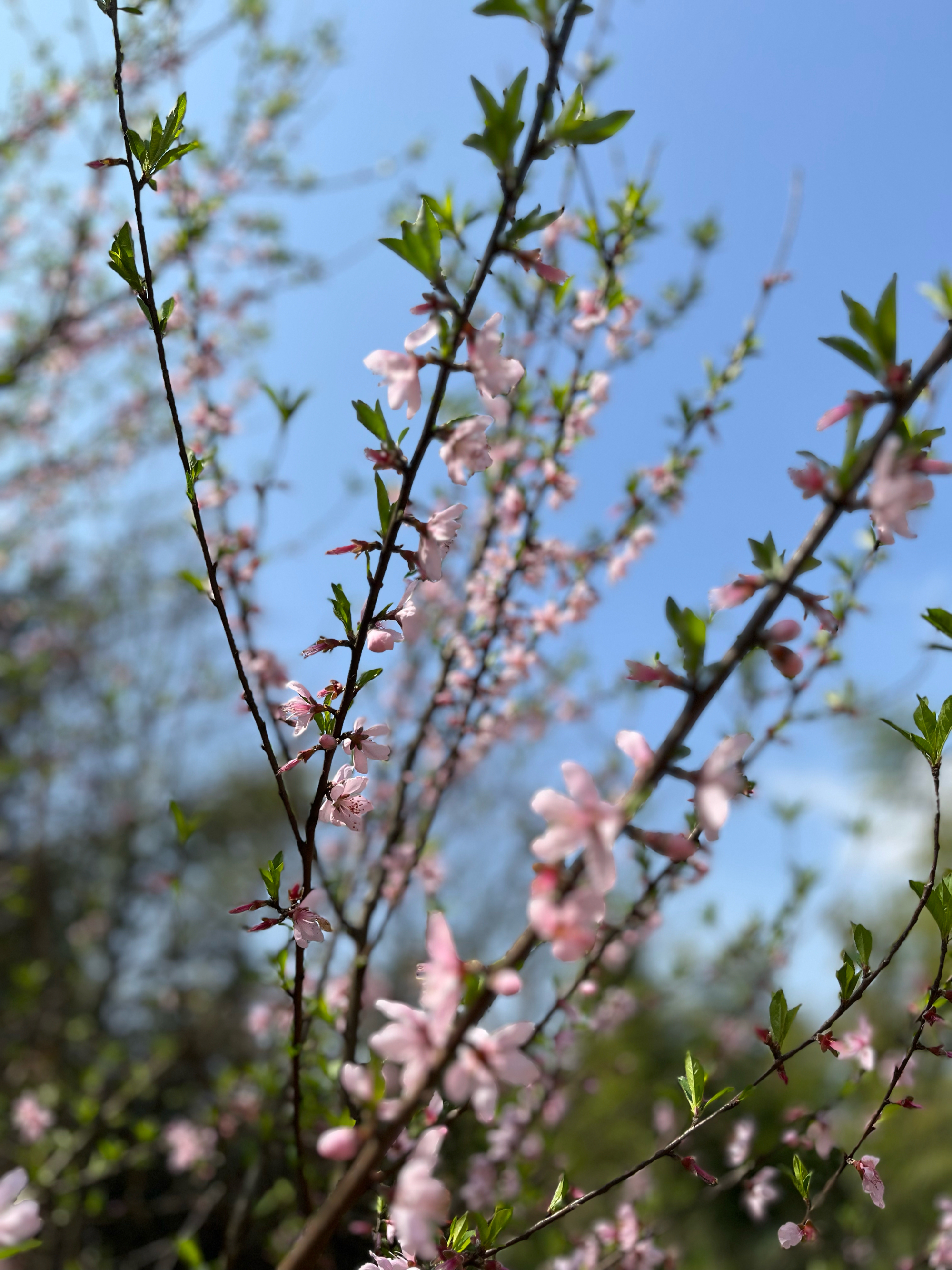 �桃花盛开的春日画卷�看,那一树一树的桃花,宛如粉色的