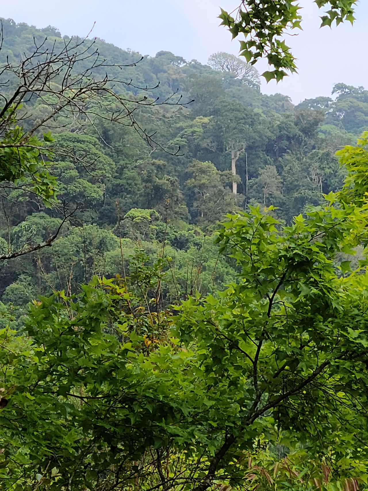 五指山原始热带雨林景观,保护热带雨林,人人有责.