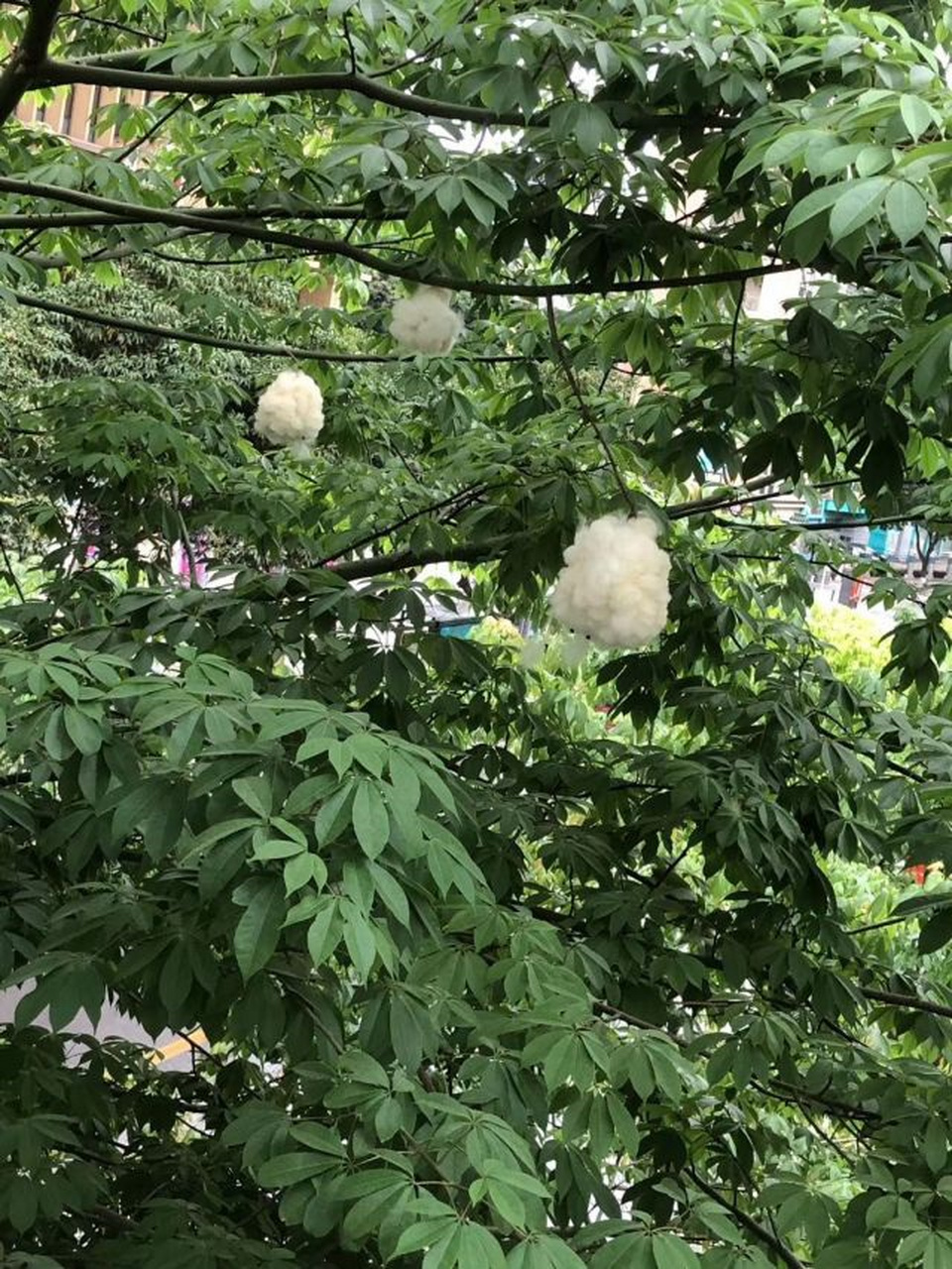 為啥棉花糖長在樹上,我也是醉啦!好好吃的棉花糖.