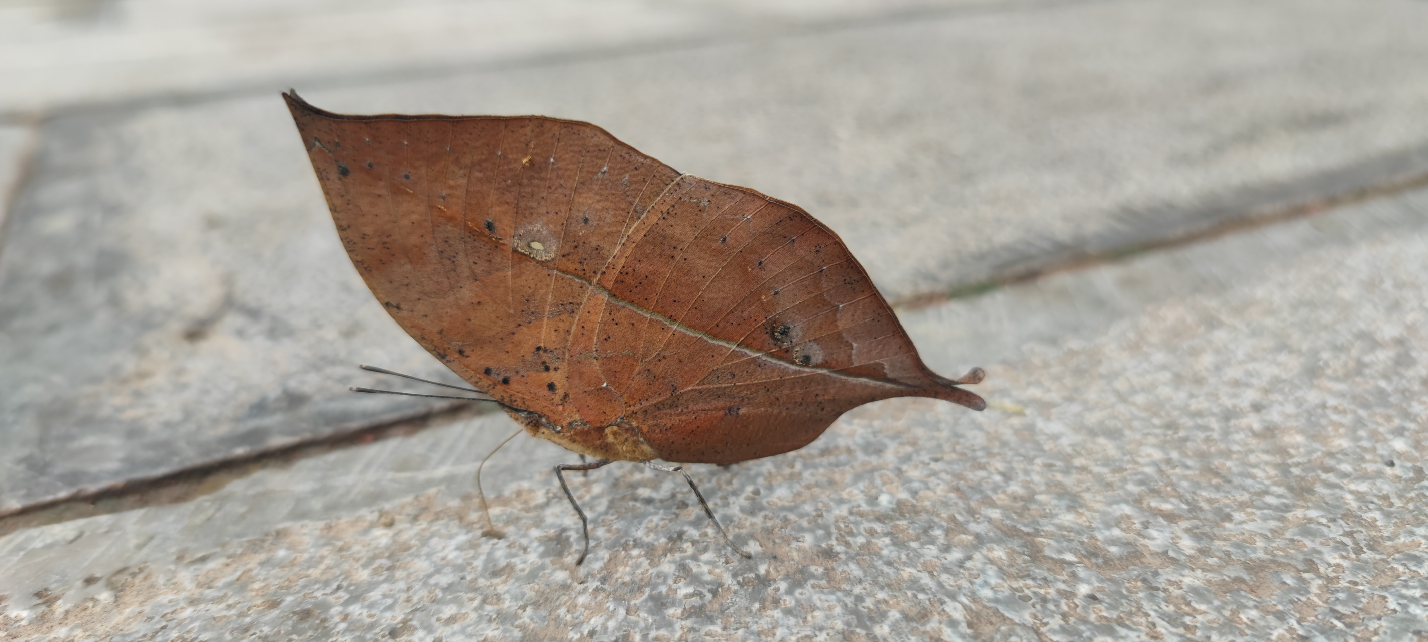 "生活中的枯叶蝶,轻轻扇动翅膀,藏在叶间,守护着一份宁静.