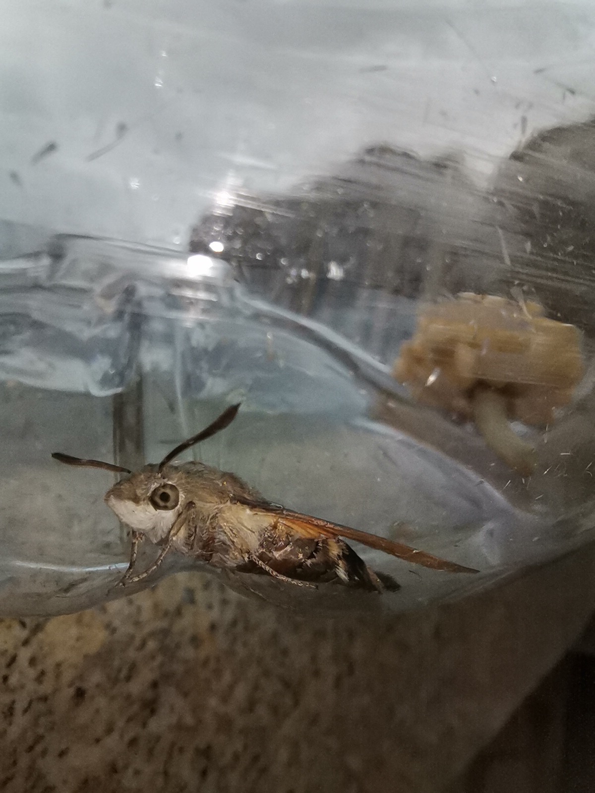 小蛾子(小豆长喙天蛾)