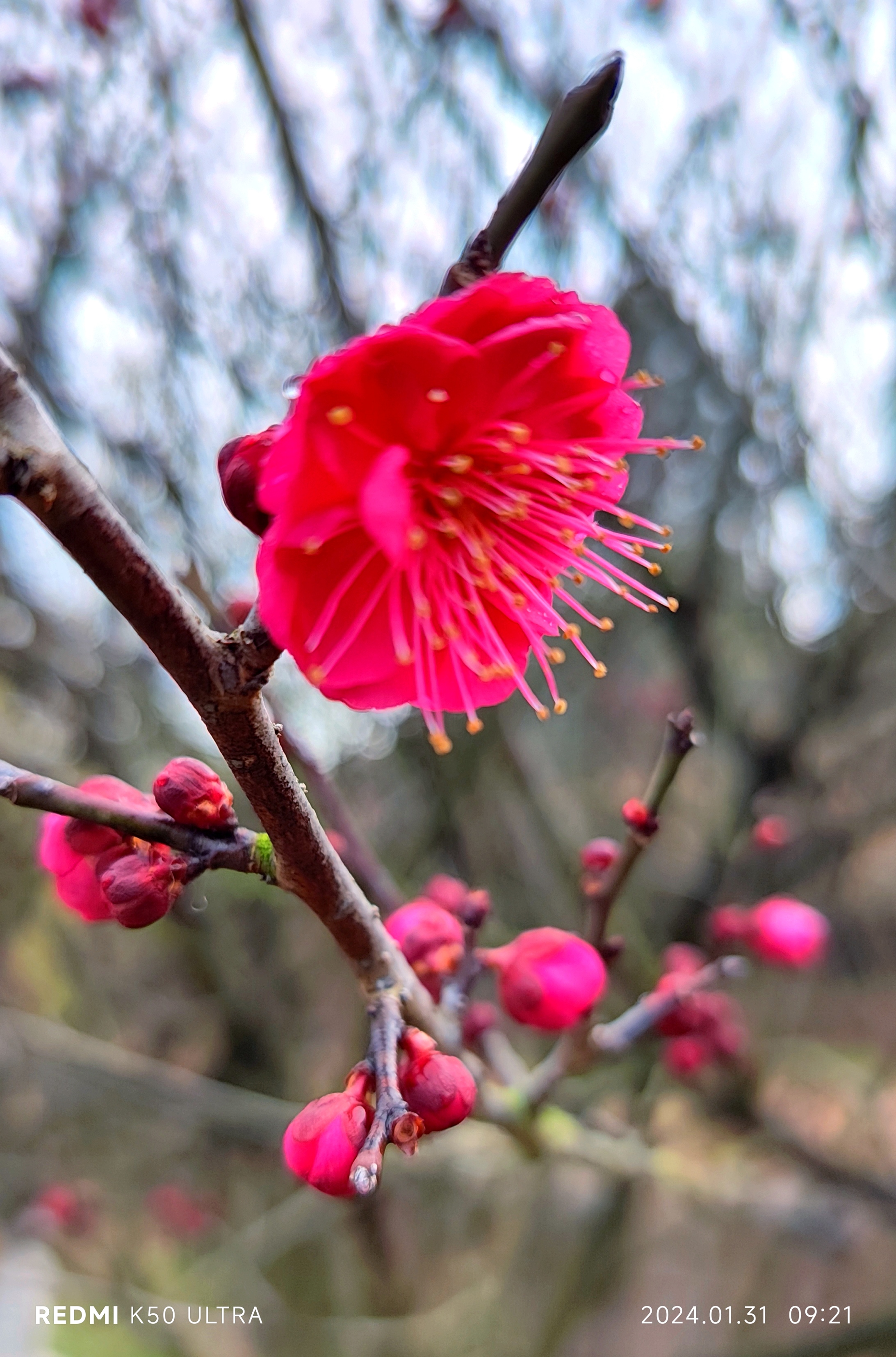 梅花照片大全真实图片