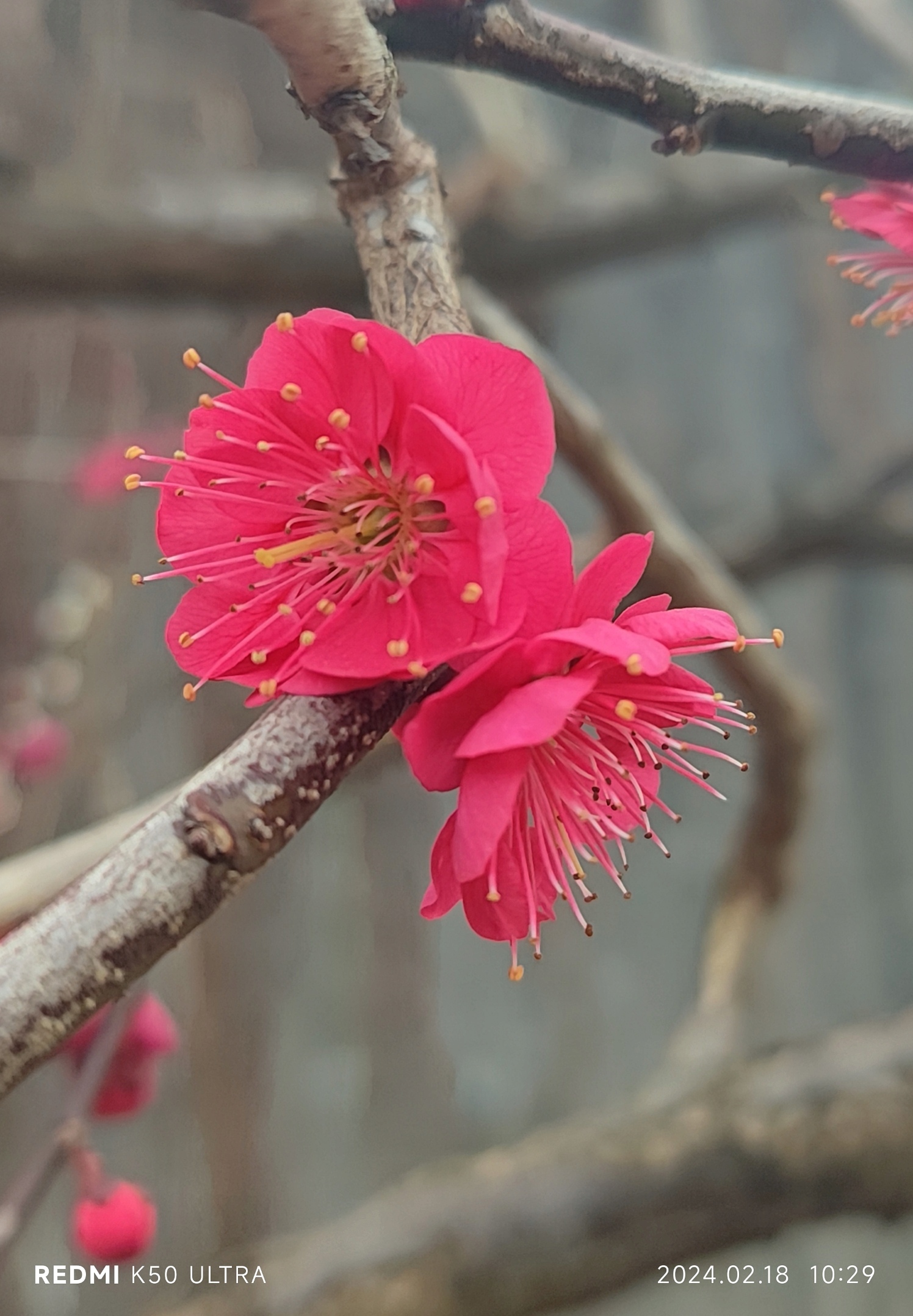 梅花有什么气味图片