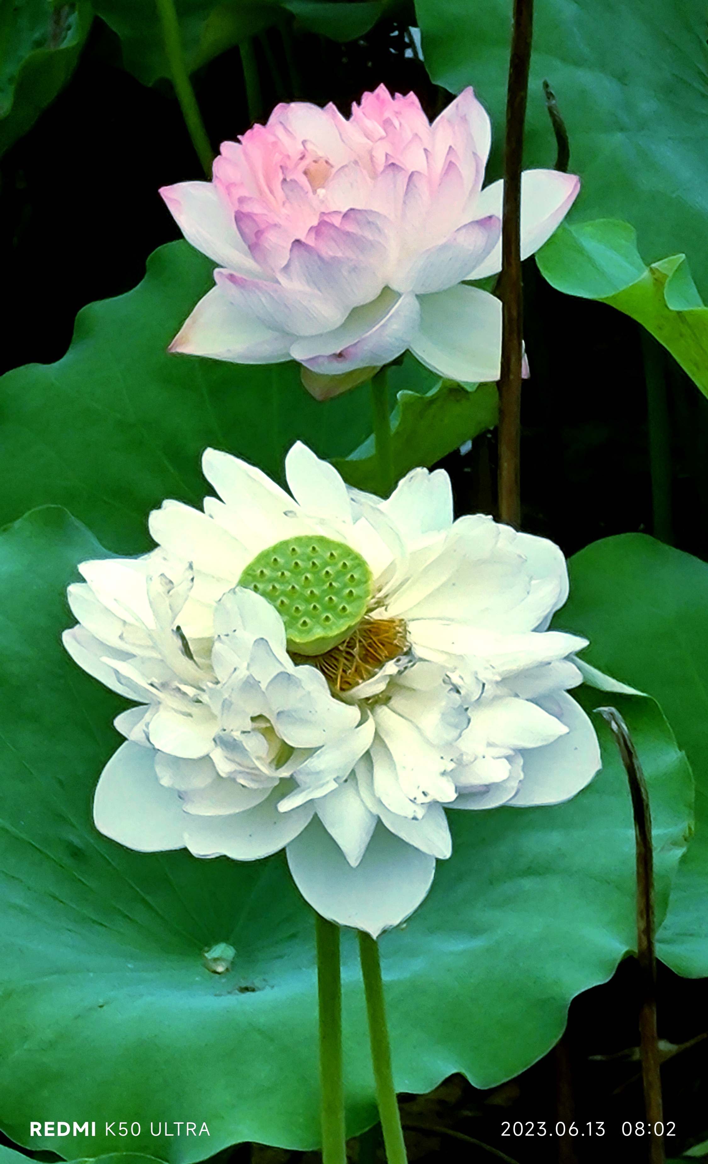 大自然给予了我们生活的灵感,古往今来都在赞美着荷花,一年一度的荷花