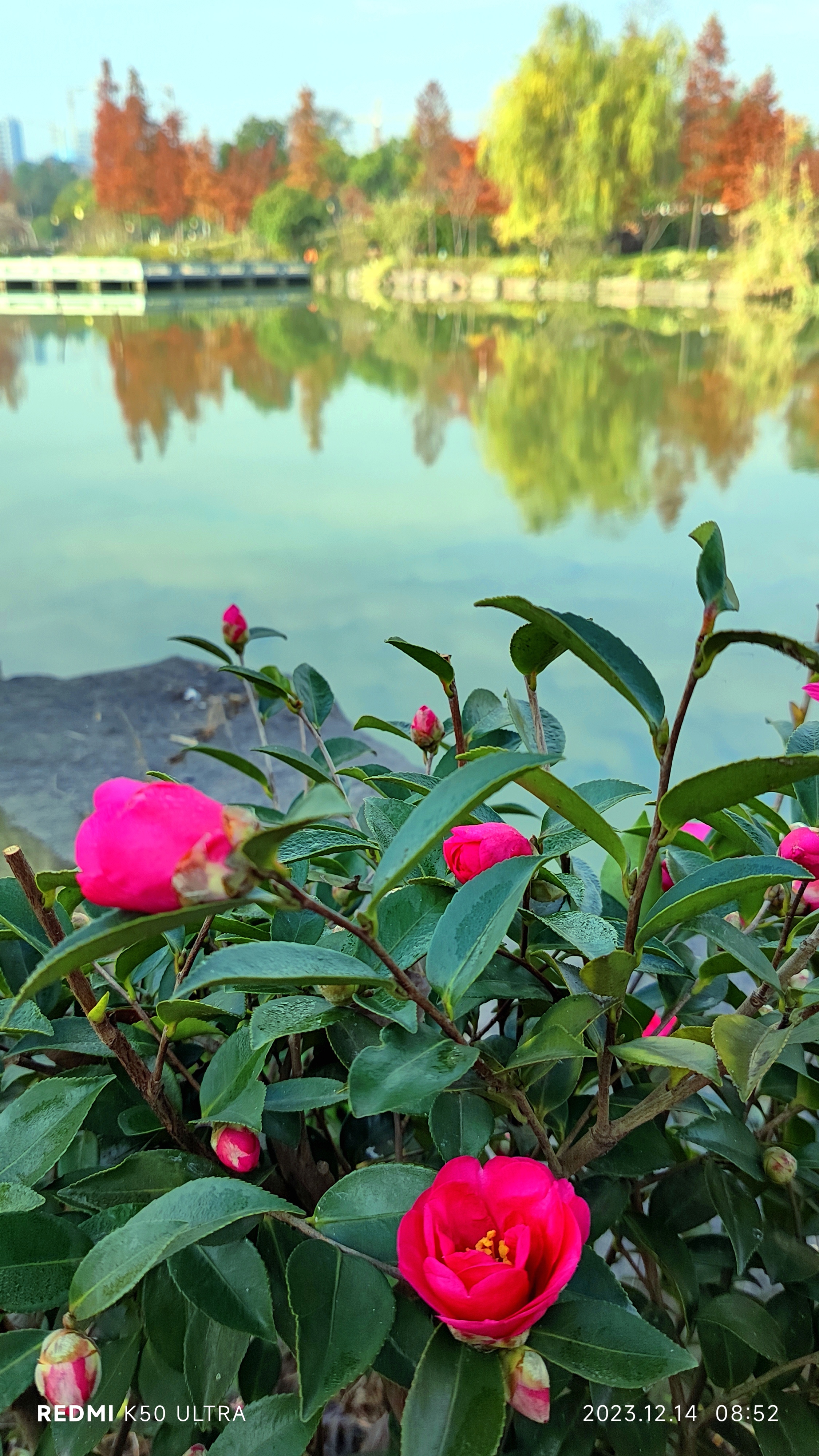 都知道茶花是金华的市花,在这严寒的冬天,这里的山茶花开得如此艳丽
