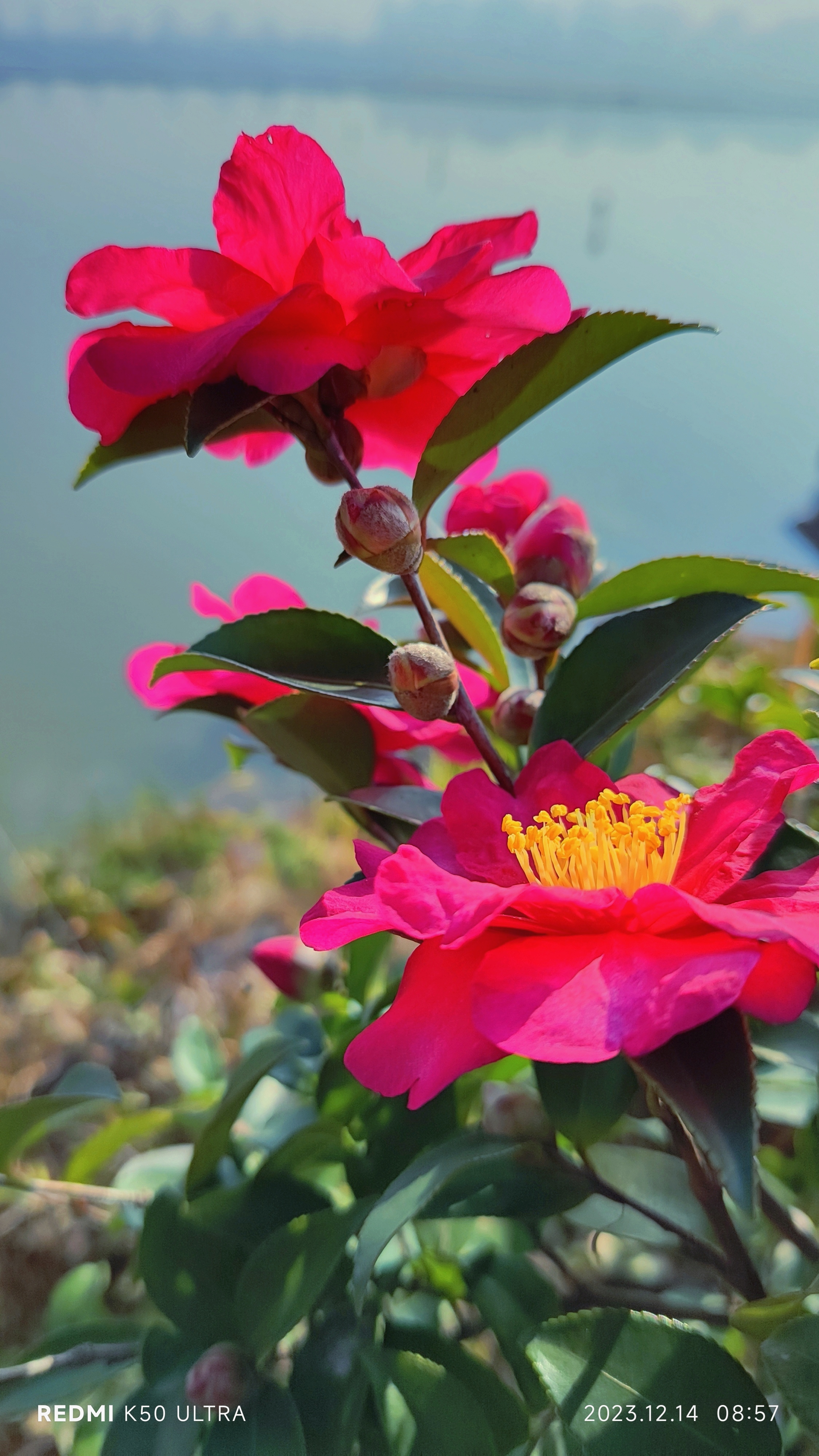 都知道山茶花是金华的市花,在这严寒的冬天,这里的山茶花开得如此艳丽