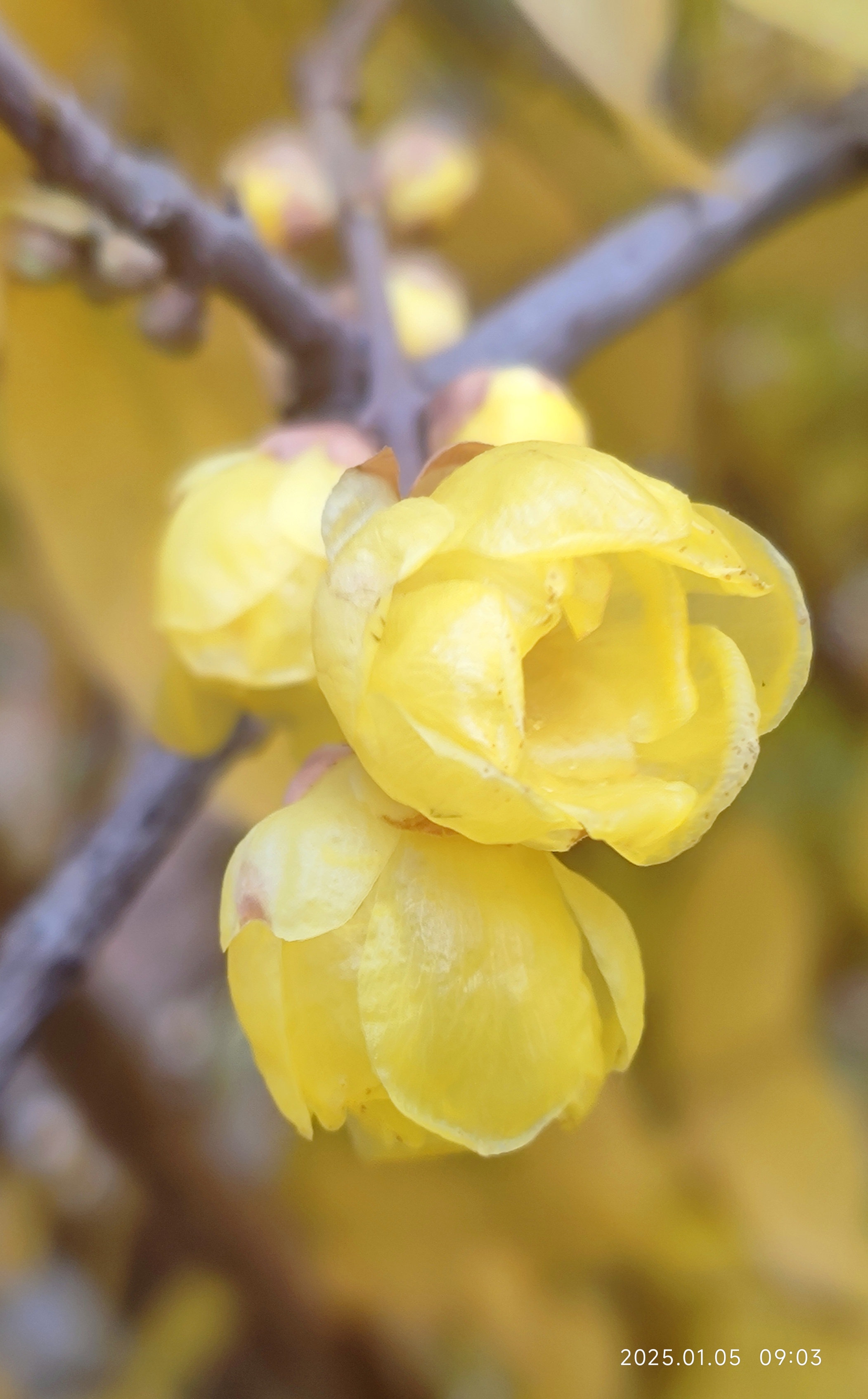 蓦然回首,山河己是寒冬,冬天也多情,冬天的腊梅吐露着芬芳,在那里默默