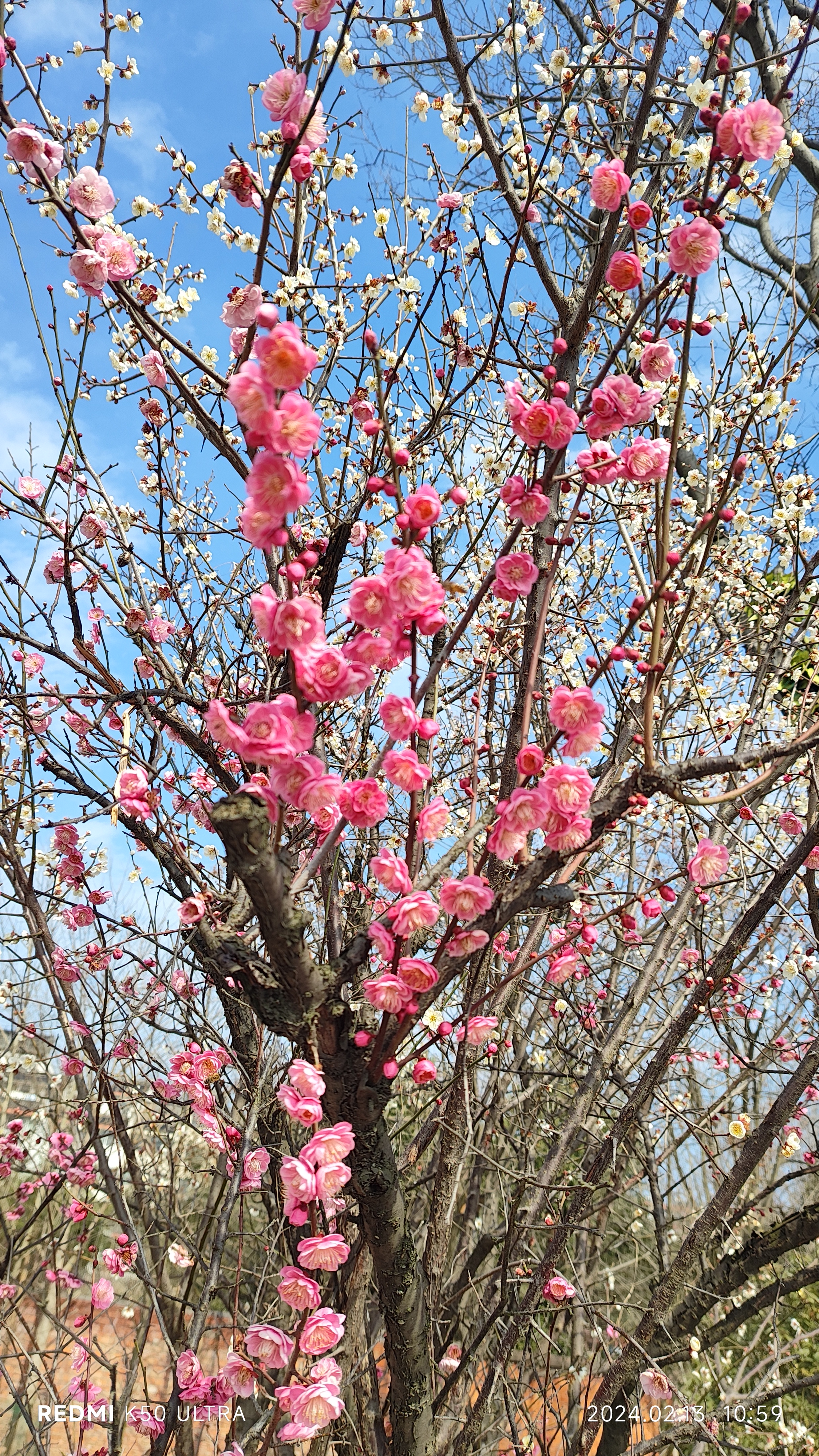 梅花在什么季节开放图片