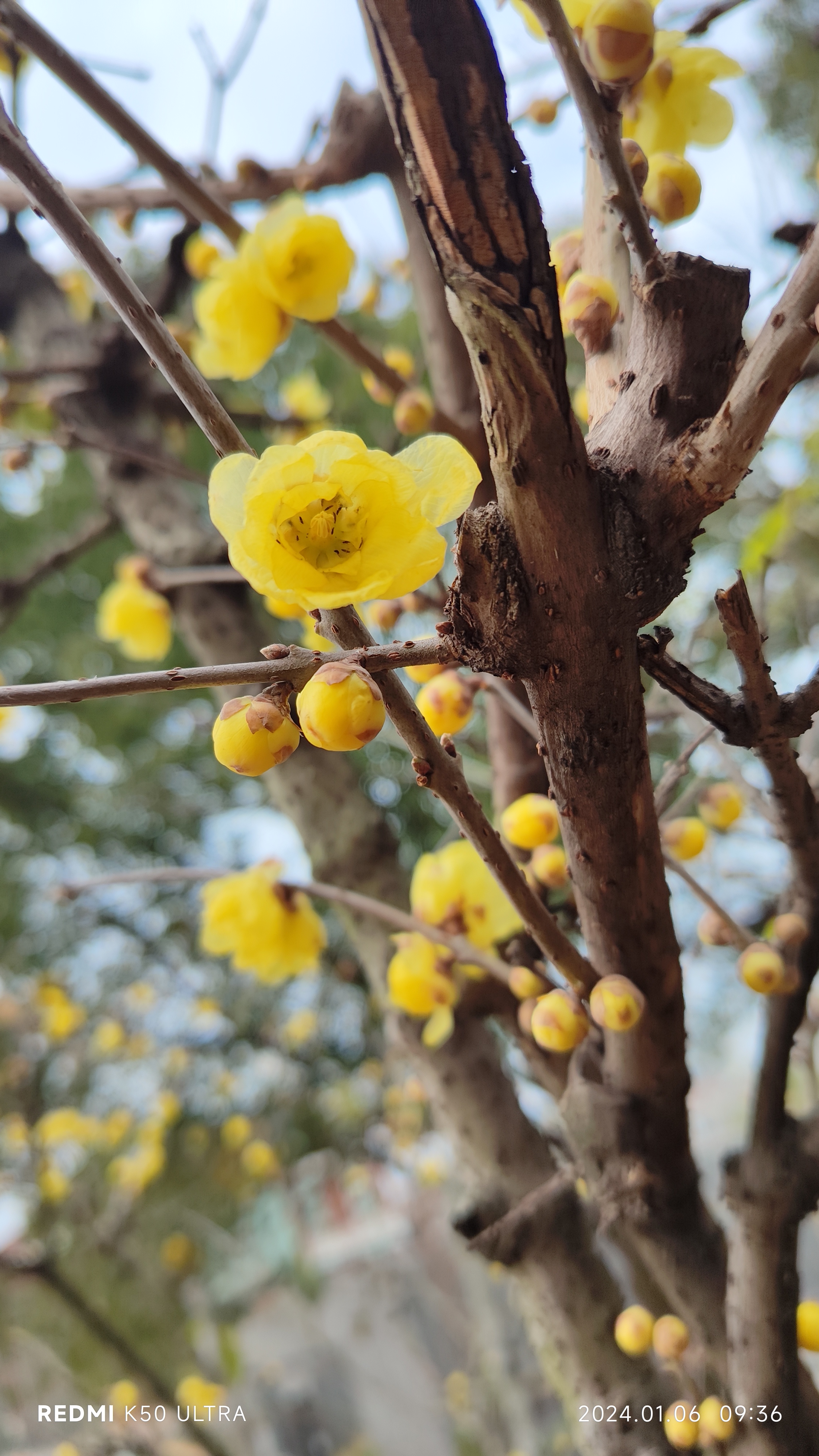 腊梅花小练笔图片