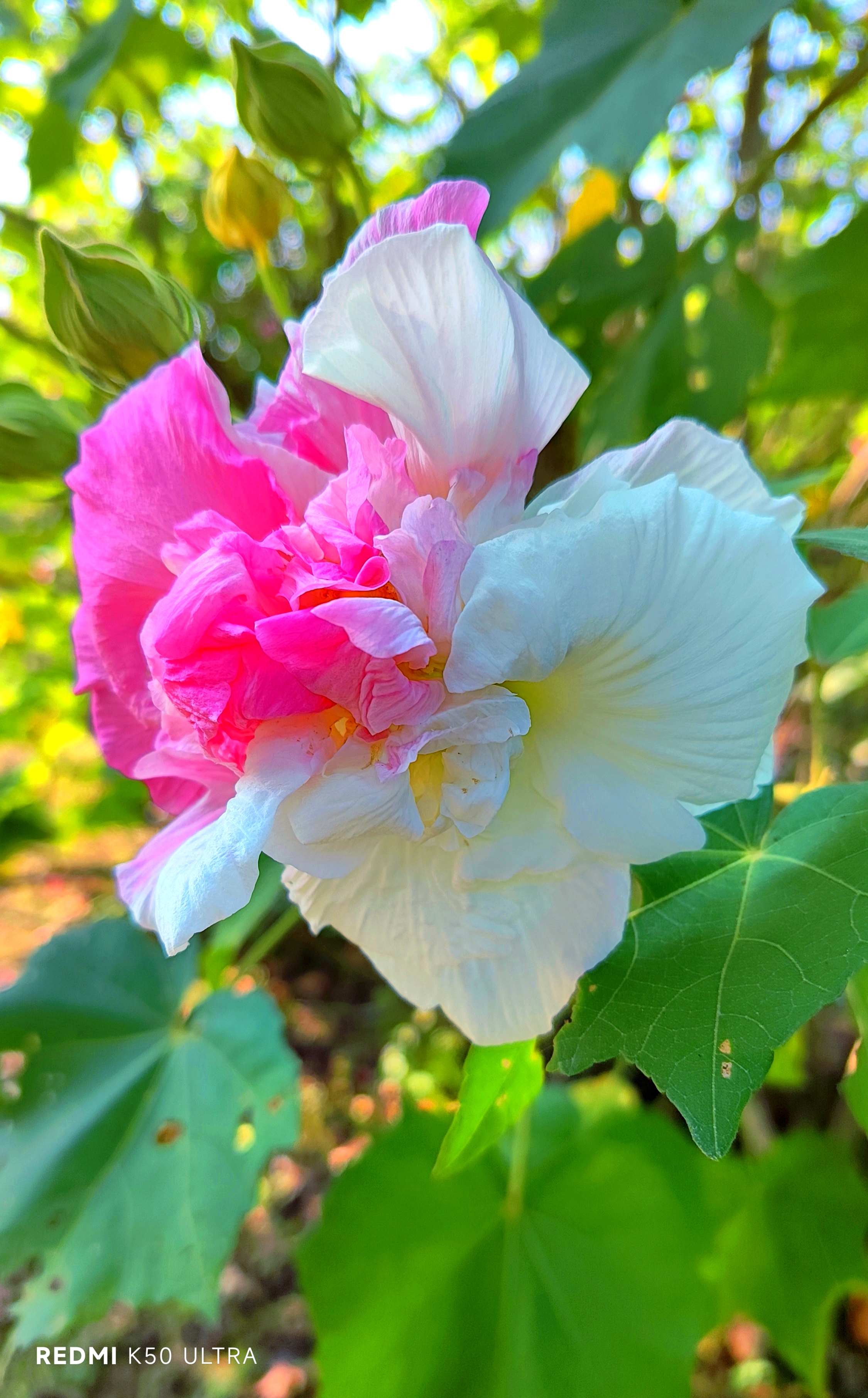 芙蓉花图片真实照片图片